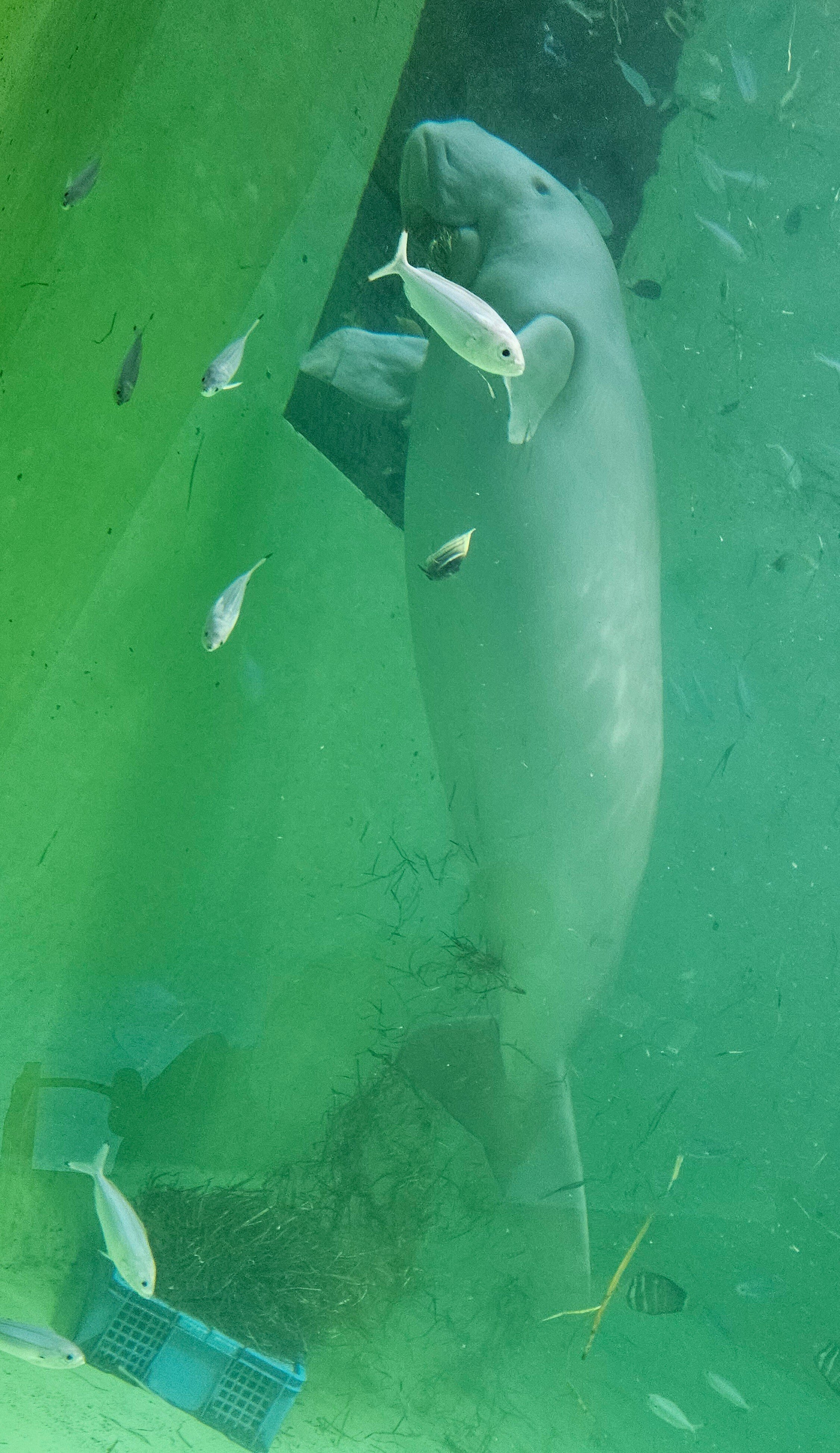 全国水族館の旅【13】鳥羽水族館｜美原さつき