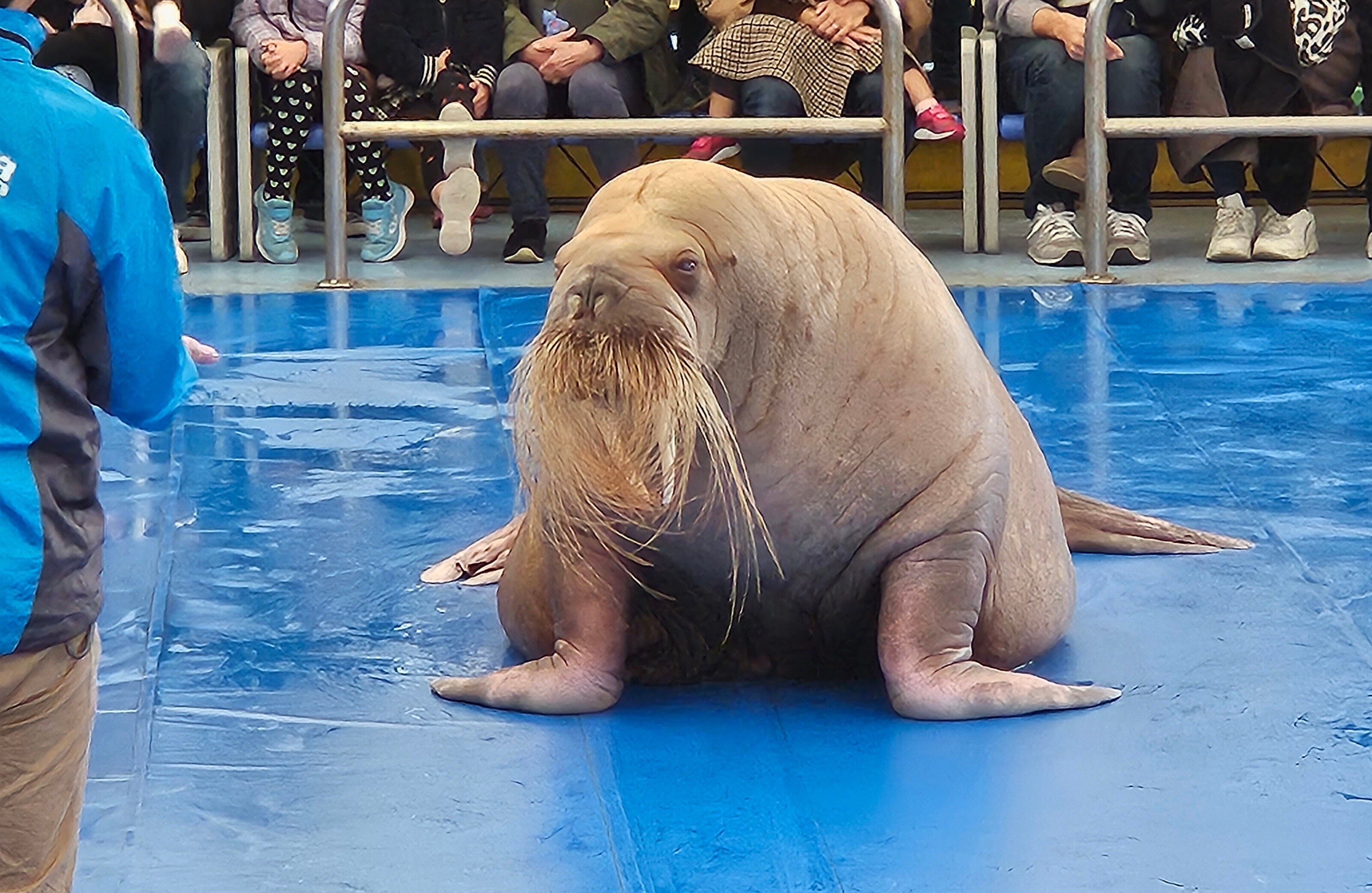全国水族館の旅【13】鳥羽水族館｜美原さつき