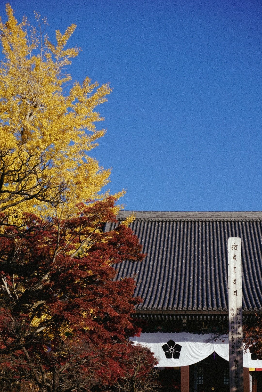 京都暮らしの紅葉巡り。グラデーションで移り変わる日々