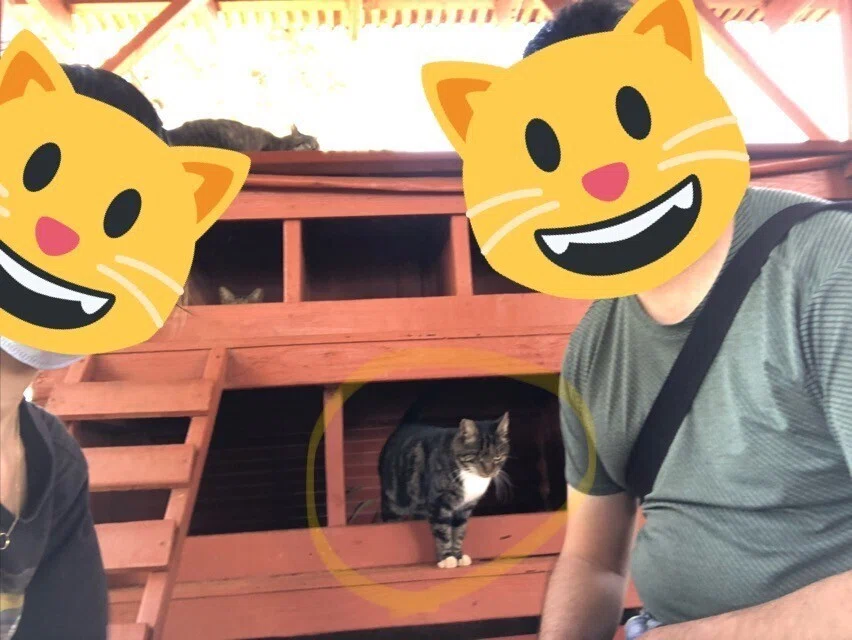ラナイ島から猫を迎えた｜Sayaka