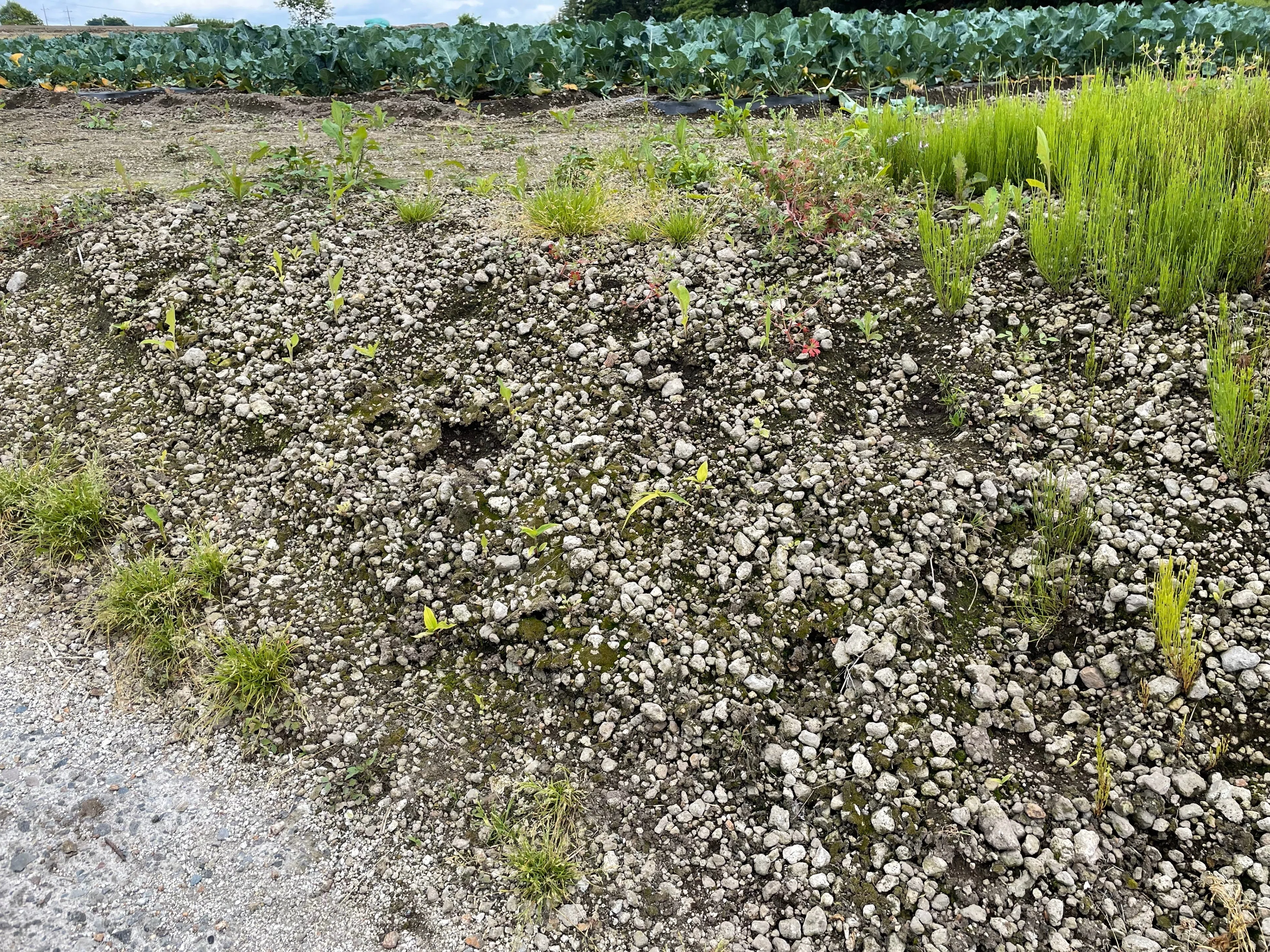 埼玉稲荷山古墳鉄剣の辛亥年と榛名山噴火｜浦野文孝