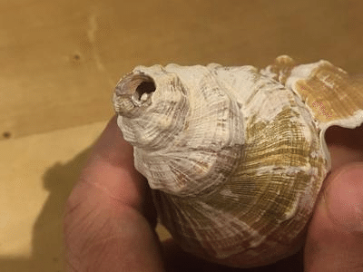 ホラガイ 音 海の楽器 420px-
