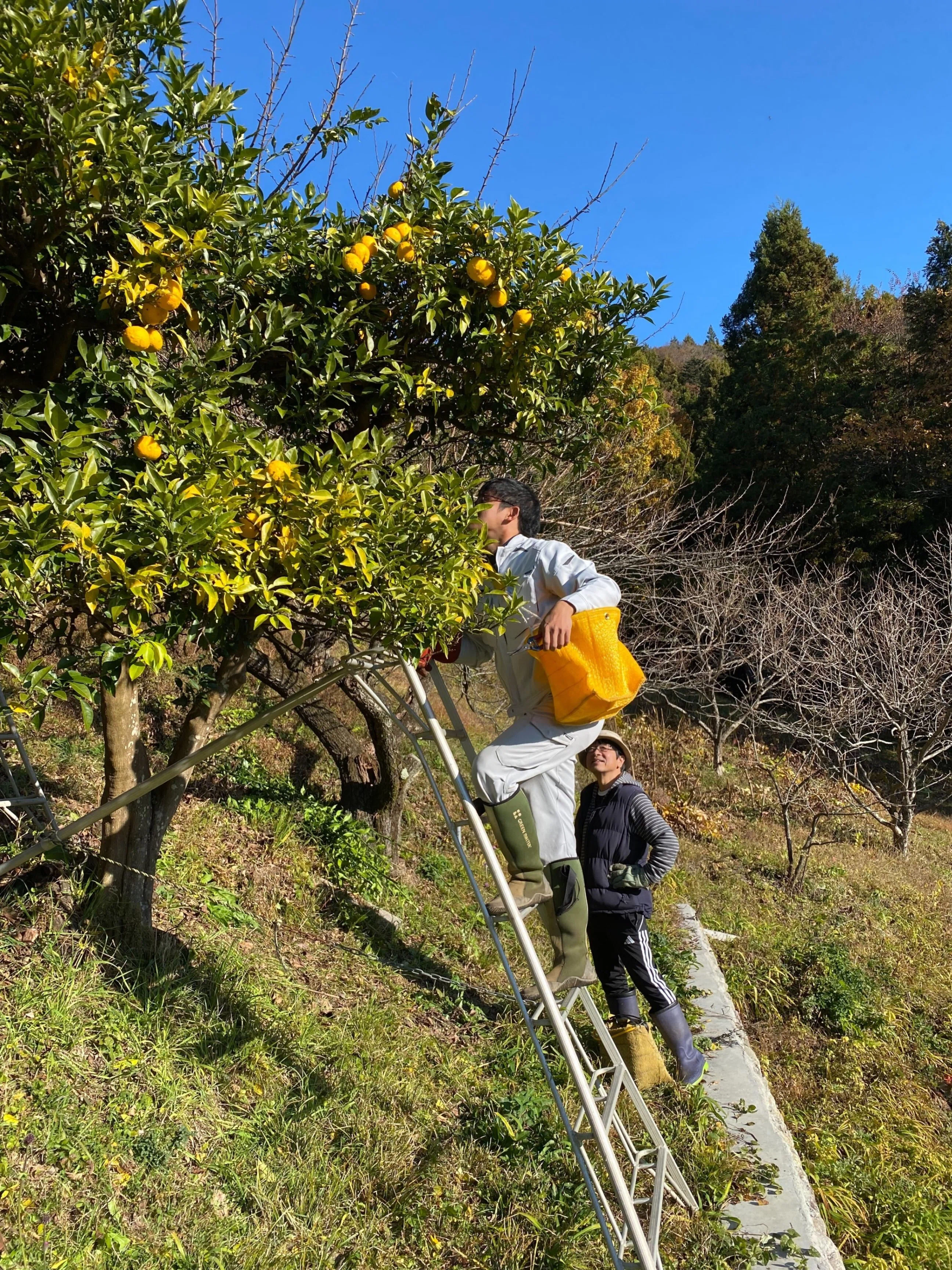 収穫→商品化～柚子まみれの1か月【23年11月】｜横瀬町地域おこし協力