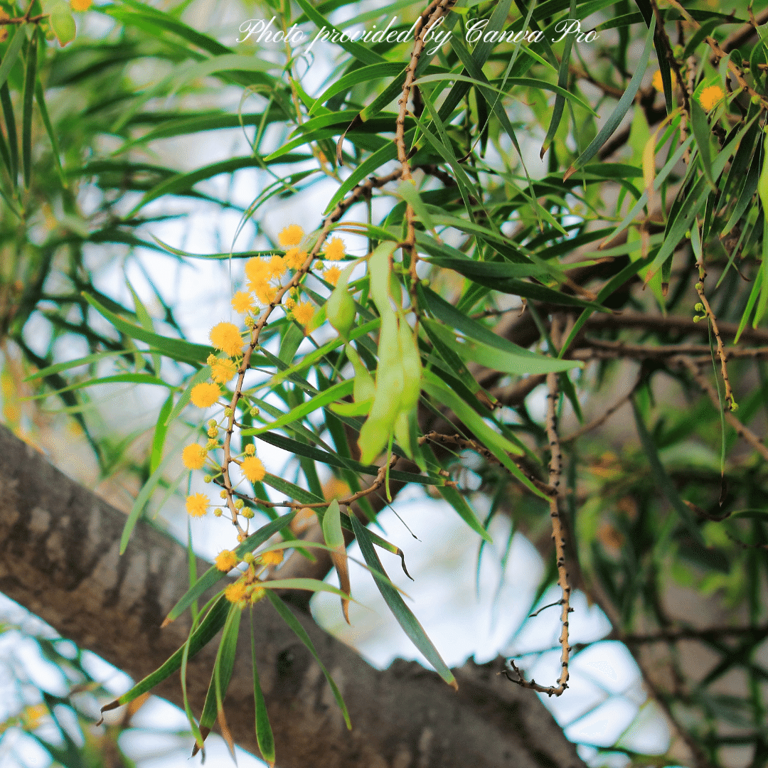 アカシア ポートリンカーンワトル 大苗 ① ポートリンカーンワトル