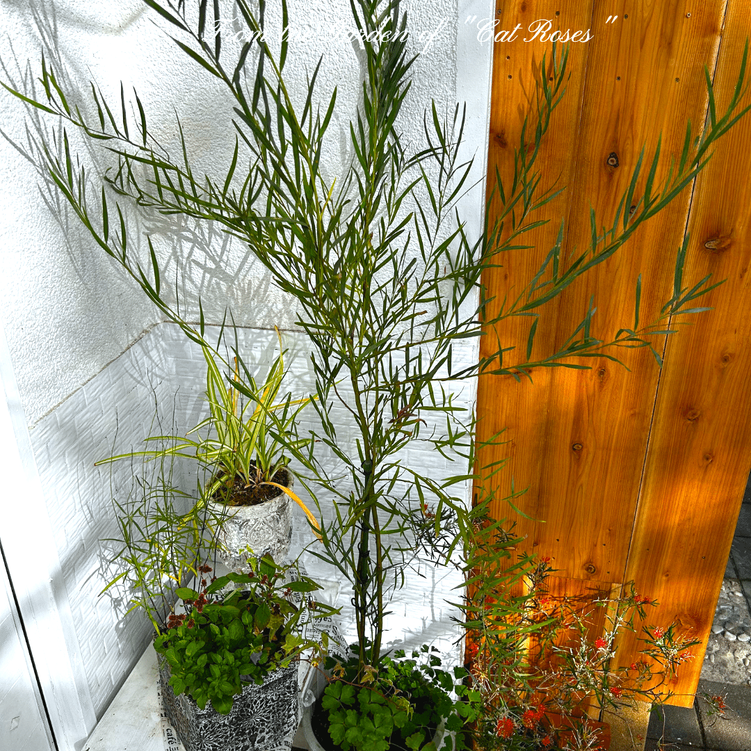 アカシア　ポートリンカーンワトル　大苗 アカシア ポートリンカーンワトル 大苗 ③ 【公式通販】