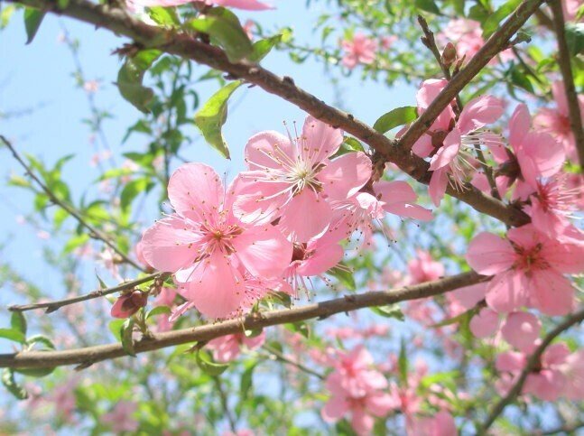 心に響く漢詩】高啓「尋胡隠君」～「隠者を訪ねたが会えなかった