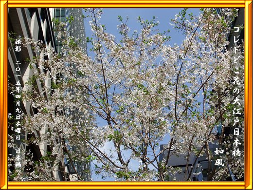 2015/04/09 コレドどこ花の大江戸日本橋 如風|稲森如風