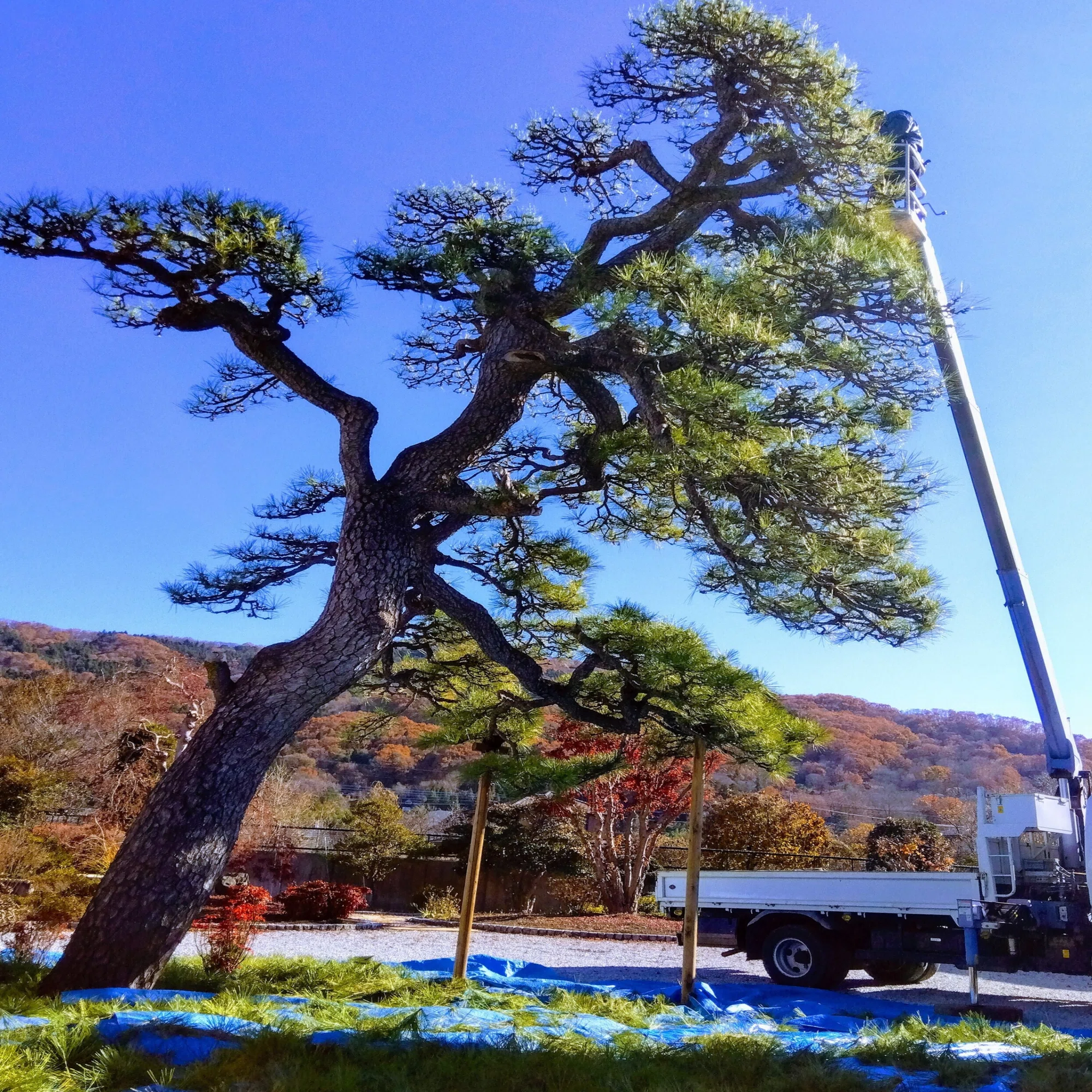 アシメトリー・松剪定中｜北堀造園