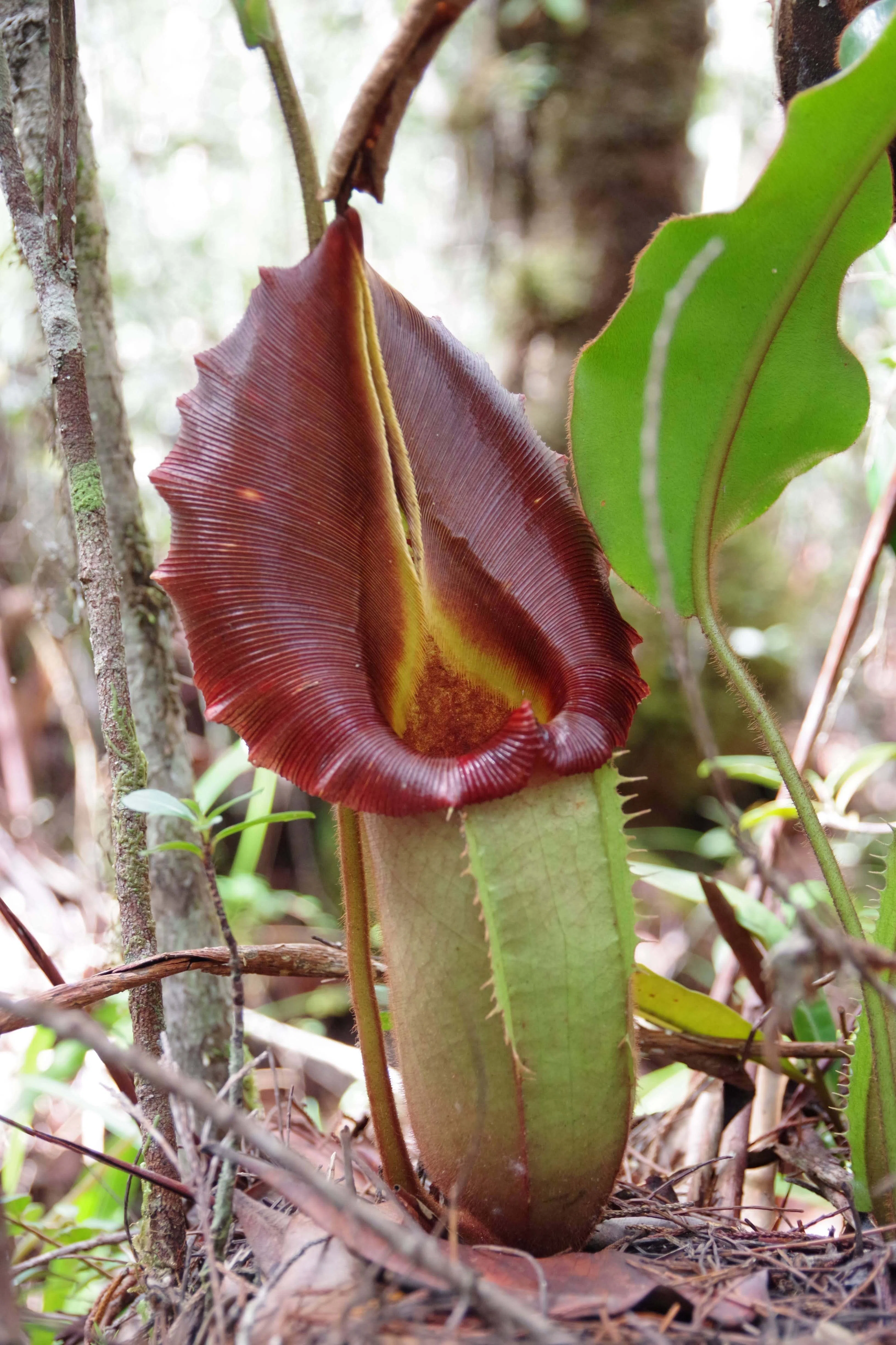 食虫植物に魅せられて ウツボカズラを食す⁉｜エース分室