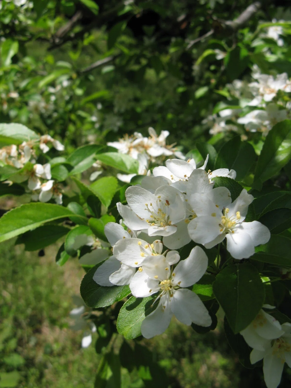 かつての里山に暮らす動植物 その3 樹木 ～白い花を咲かせる木～｜森