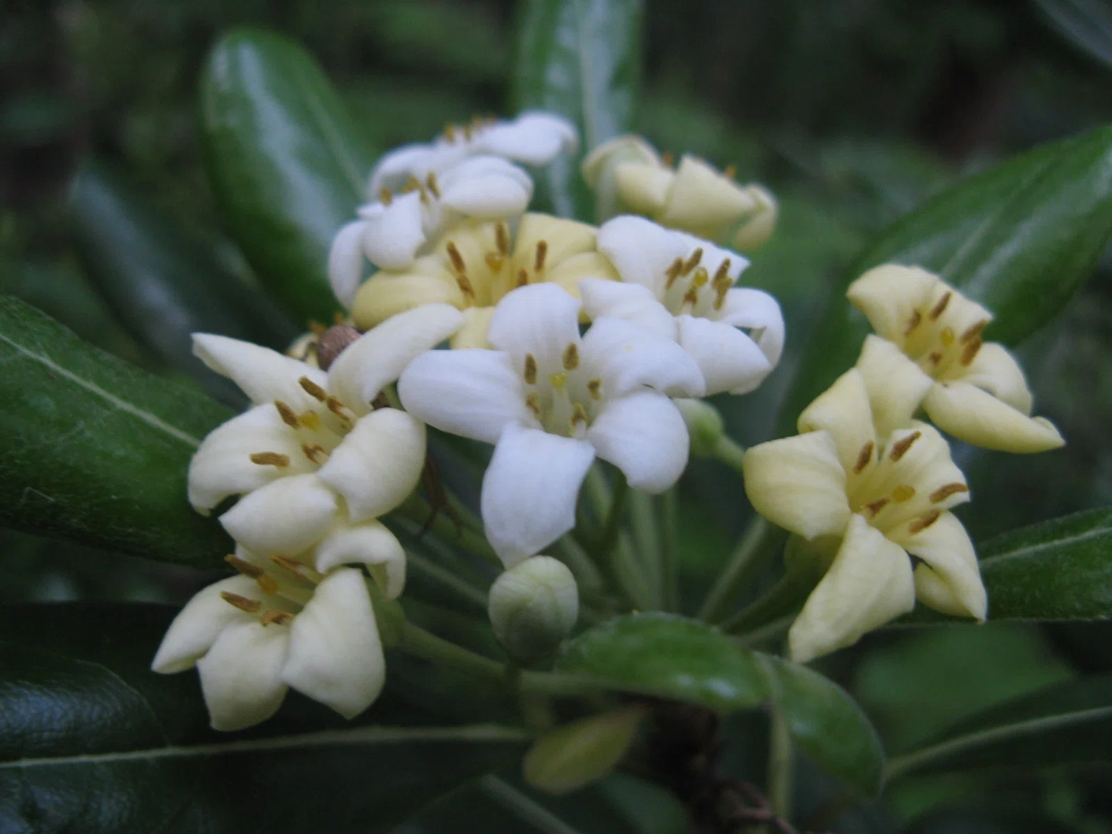 かつての里山に暮らす動植物 その3 樹木 ～白い花を咲かせる木～｜森