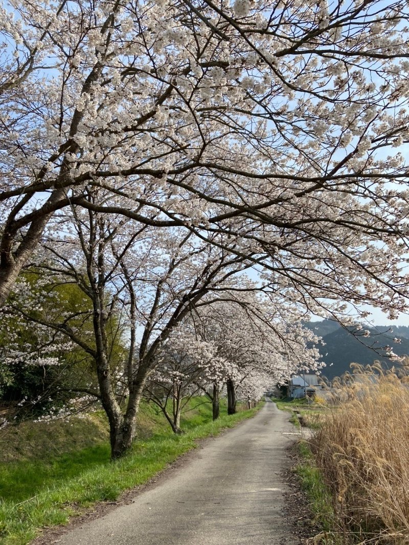 三田市から丹波篠山を通って丹波市まで続く桜並木道