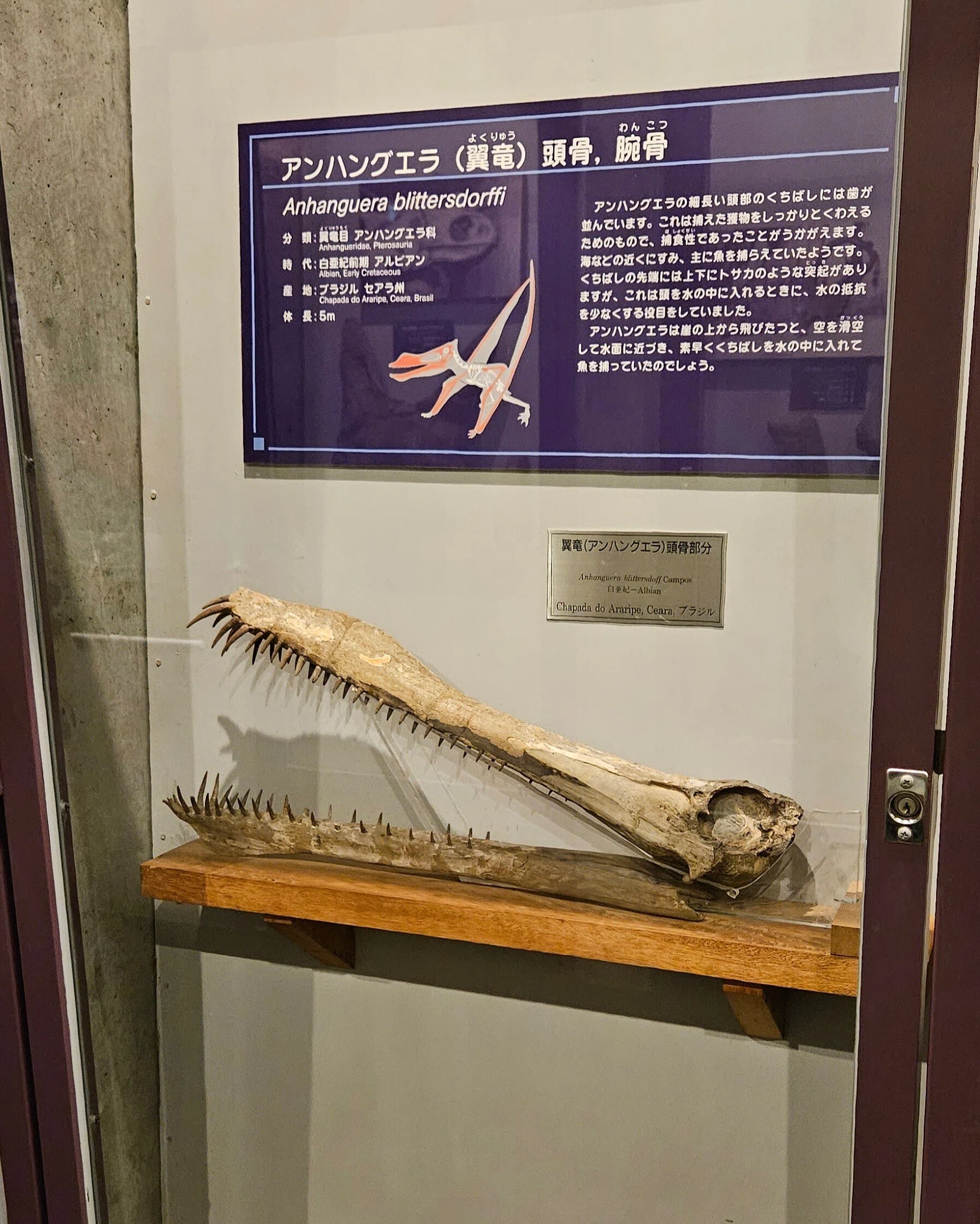 全国自然博物館の旅【14】神流町恐竜センター｜美原さつき