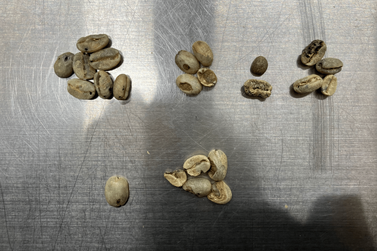 コーヒー生豆　約3. 6Kg ハンドピック済み コーヒー生豆 約3. 6Kg ハンドピック済み コーヒー生豆 約3. 6Kg