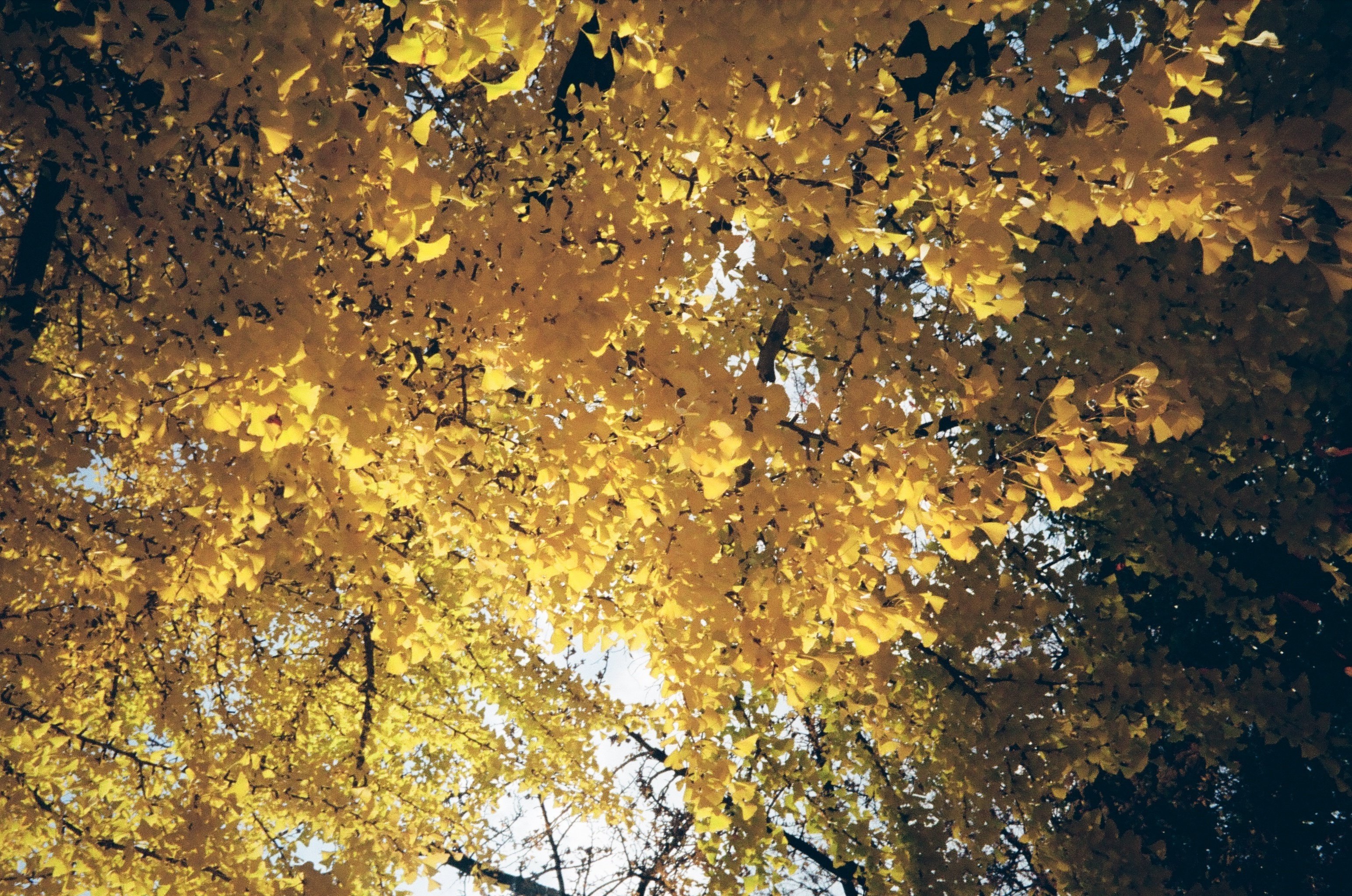 ⌘ オーバーホール済み、完動品！ 作例あり！ OLYMPUS TRIP35⌘ 作例あり・整備済み完動品】OLYMPUS TRIP35