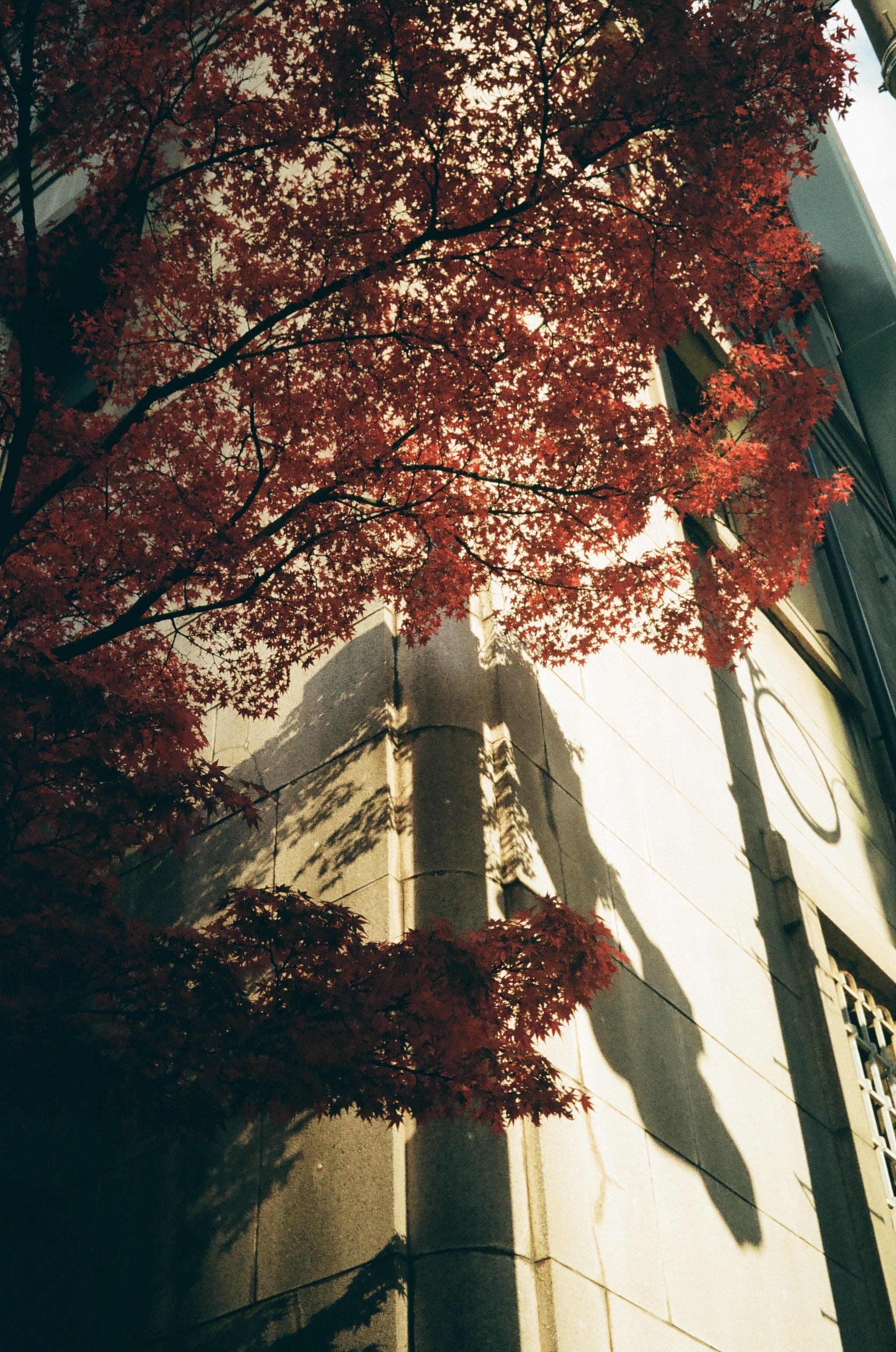 作例あり・整備済み完動品】OLYMPUS TRIP35