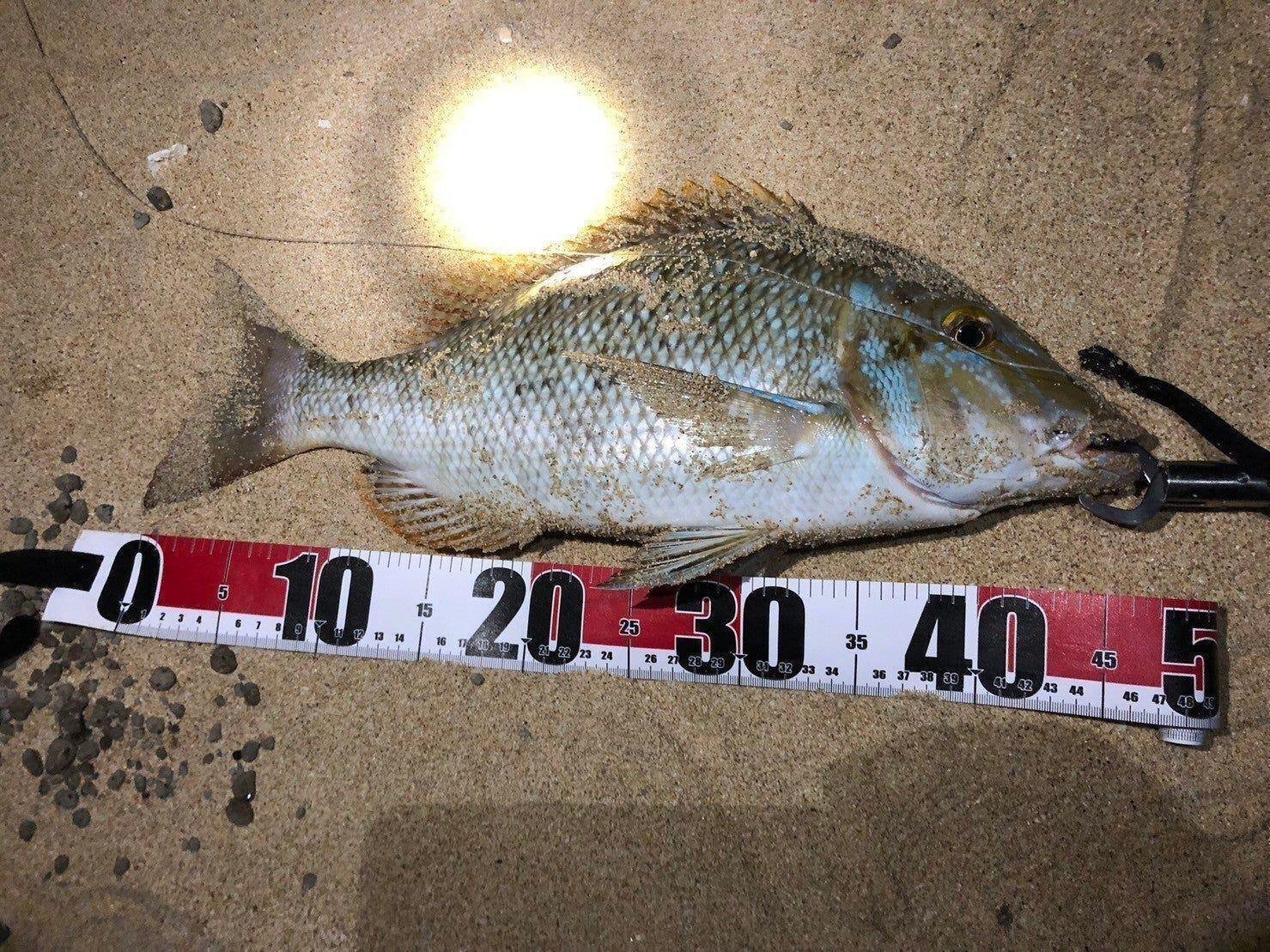 大型タマン】沖縄南部玻名城(はなぐすく)ビーチの打ち込み釣り
