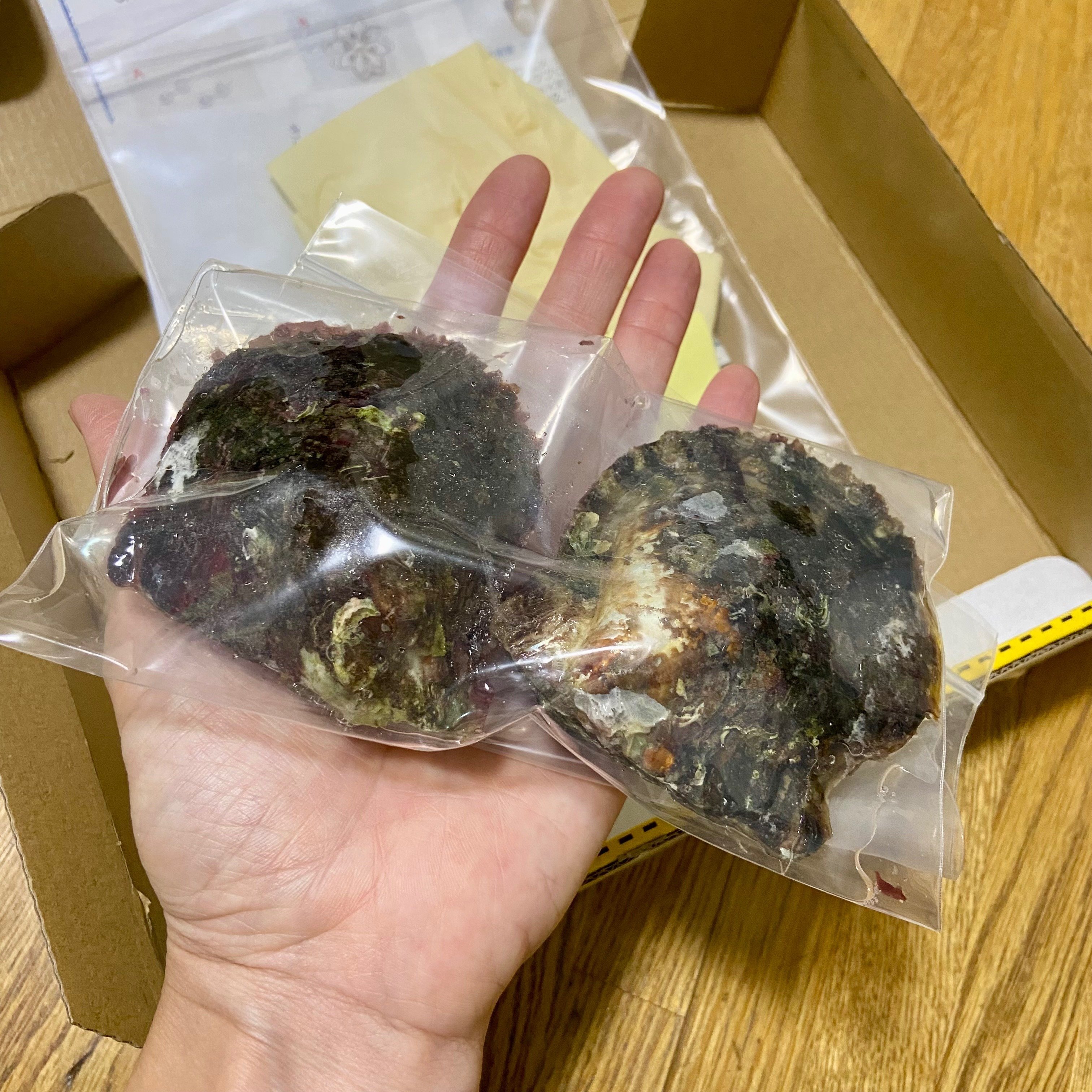 楽天市場 | 伊勢の真珠趣味 - 伊勢志摩から真珠を愛してやまない