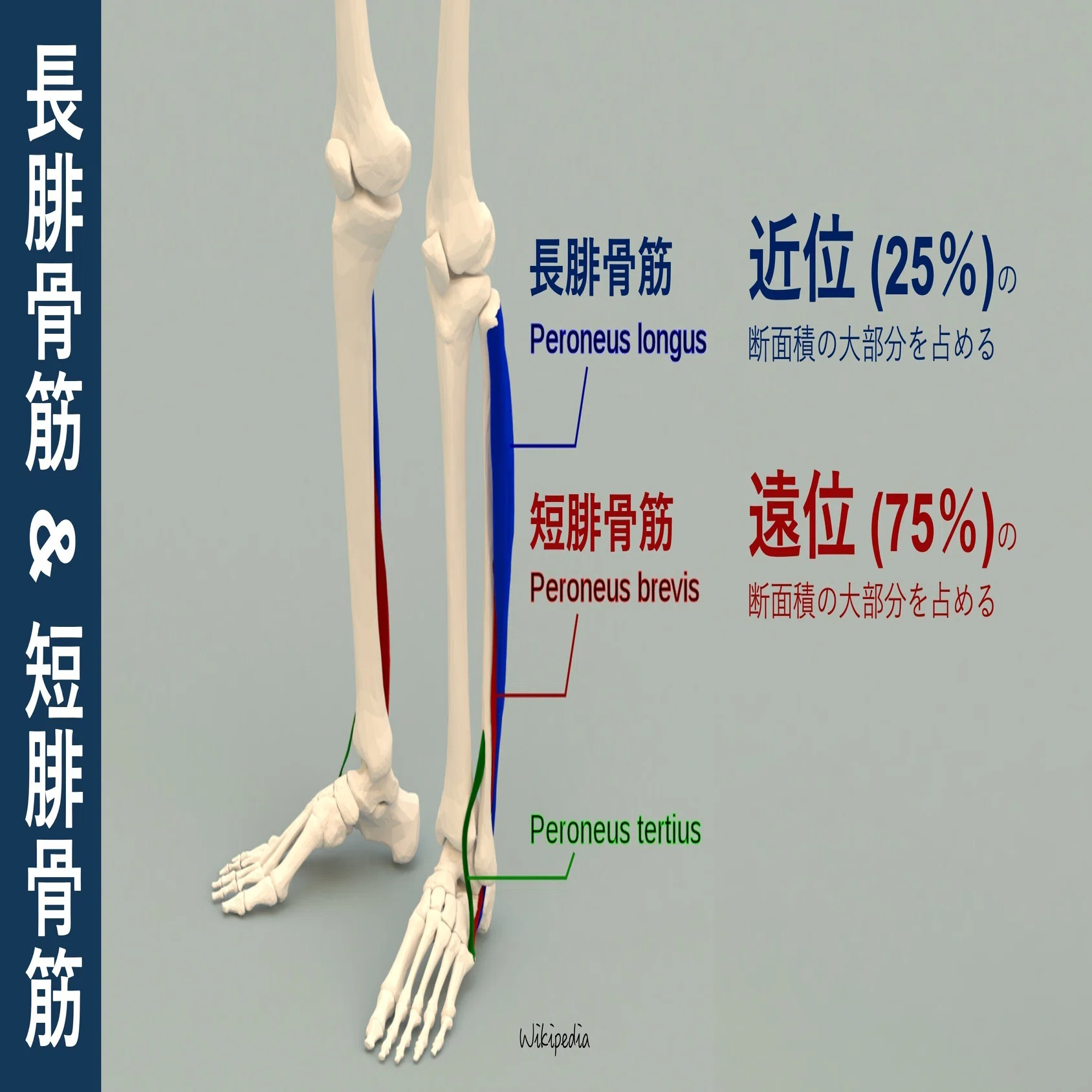 長 腓骨 筋