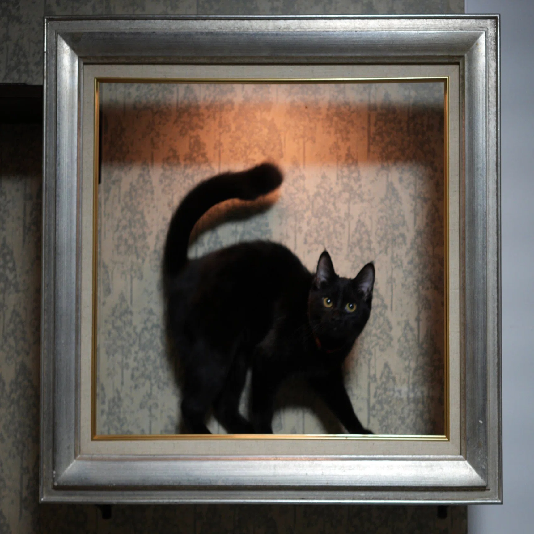 額縁の中に座ってる猫ちゃんが本物の絵画みたい！飼い主さんがDIYで 