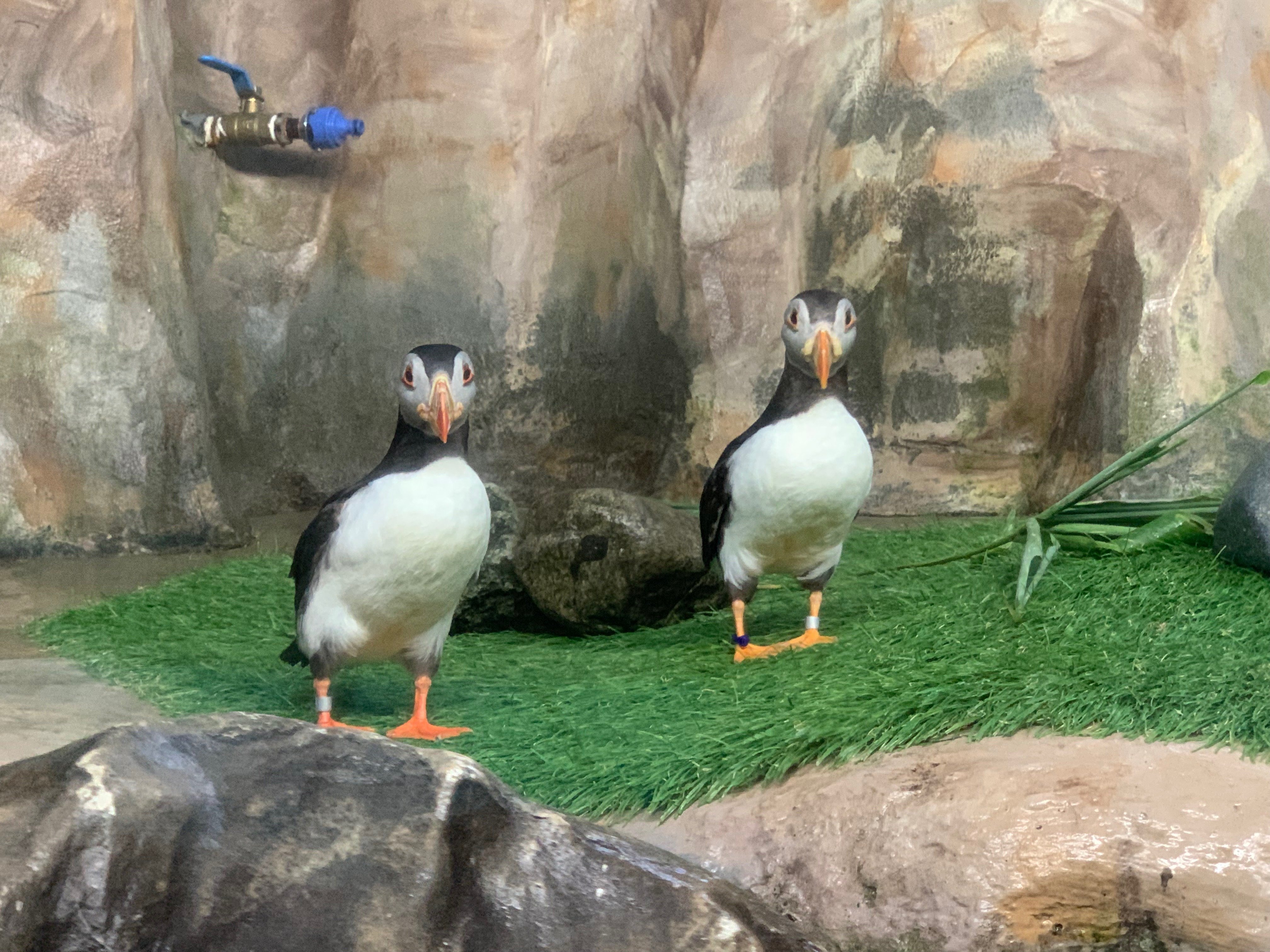 ここでしか見られないあの動物！｜那須どうぶつ王国公式note