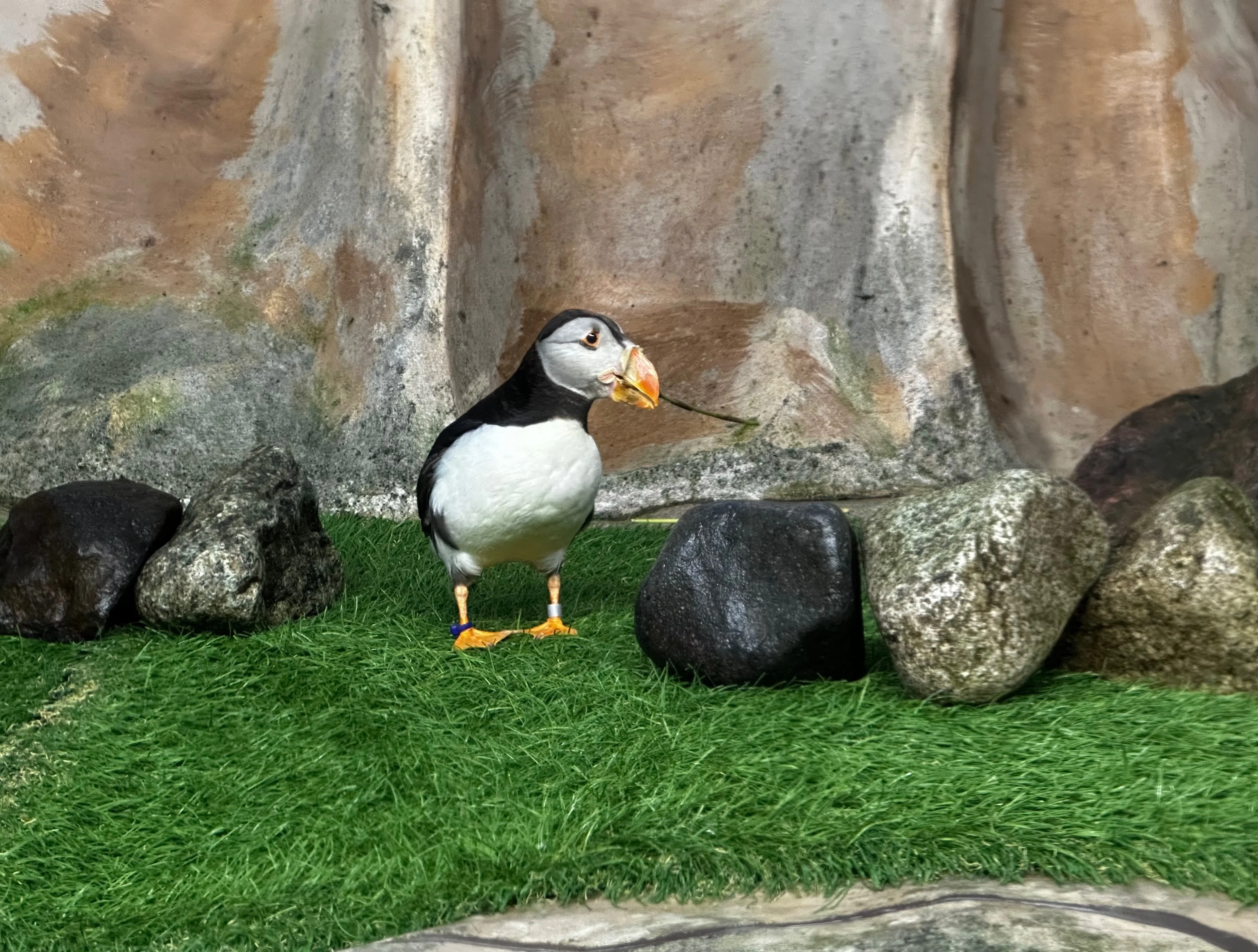 ここでしか見られないあの動物！｜那須どうぶつ王国公式note