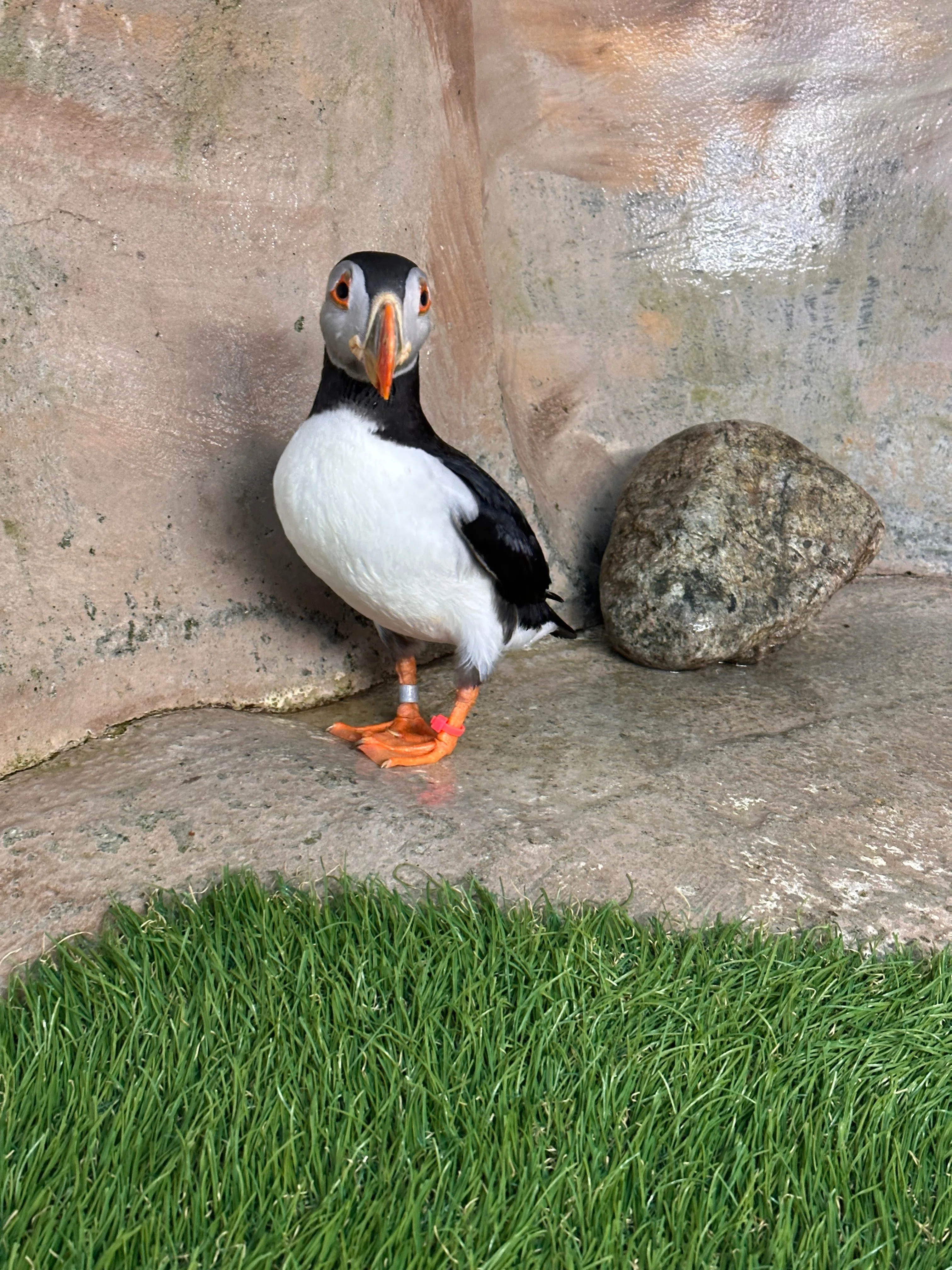 スワロフスキーニシツノメドリPUFFINS-Canada Goose ジョガーパンツ