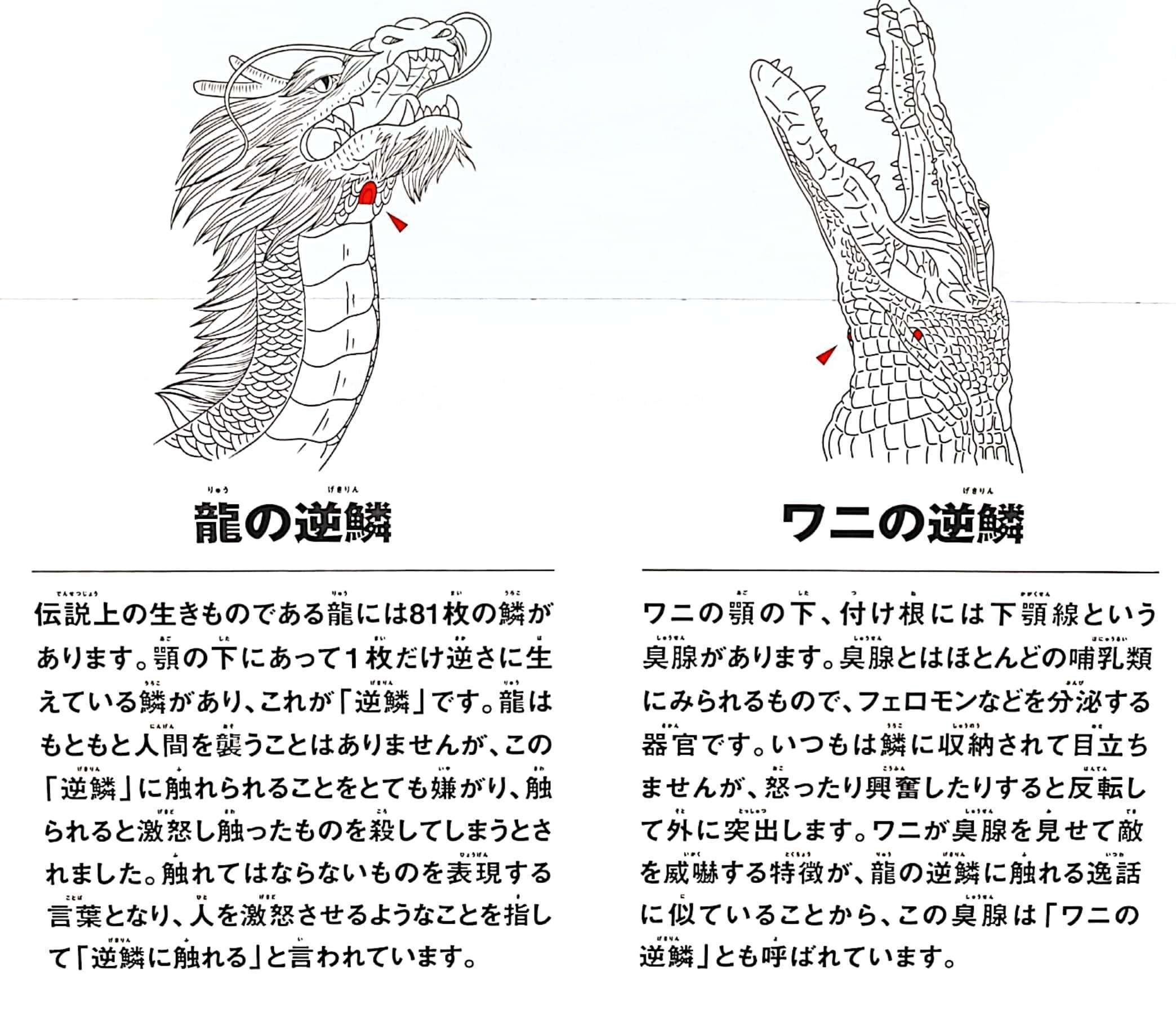ドラゴン研究レポート 〜龍の正体はワニ？〜｜シオギ