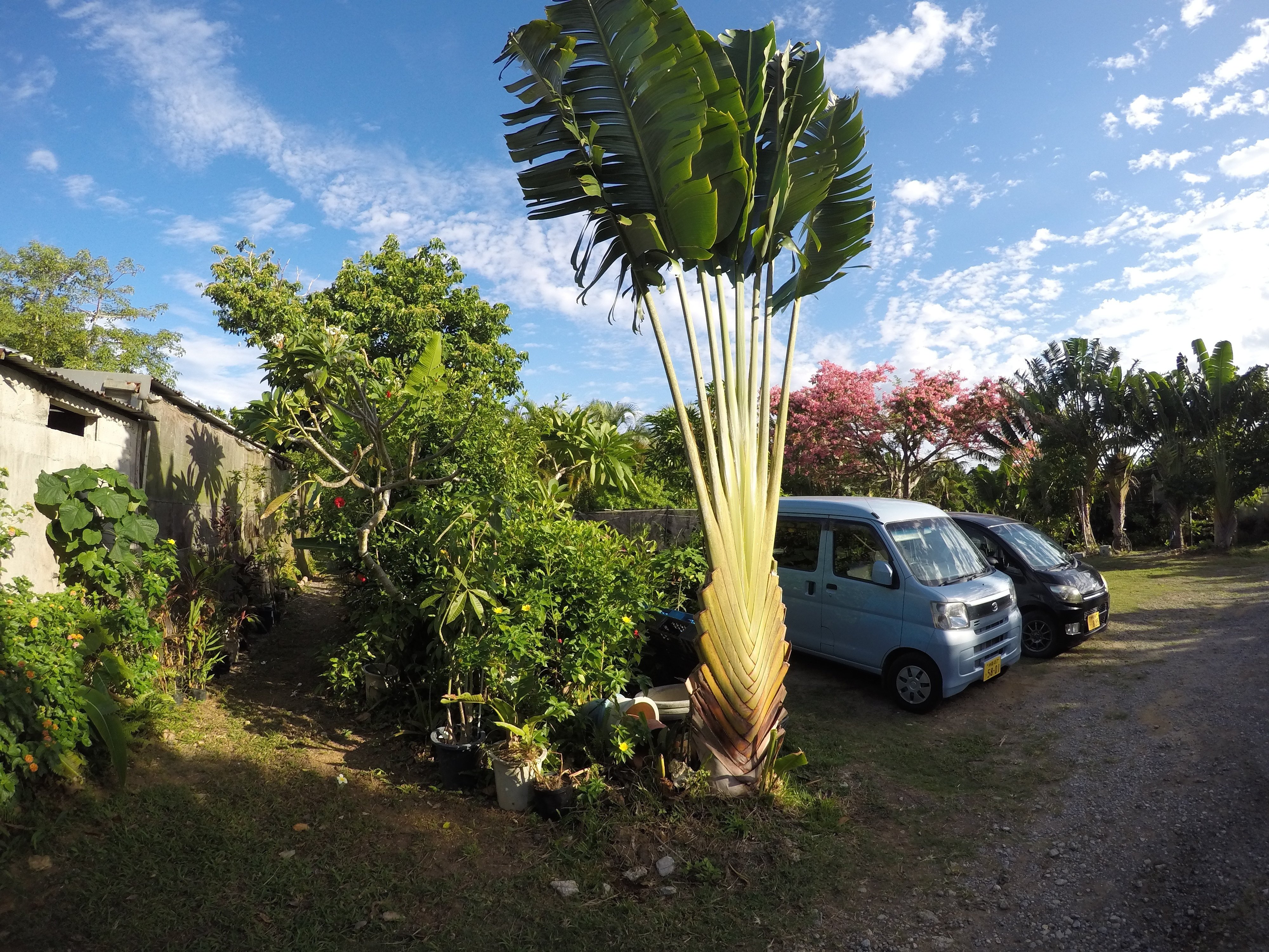 初WWOOF 1か所目】仲田園芸さん 農園での作業【旅人の木】オオギ