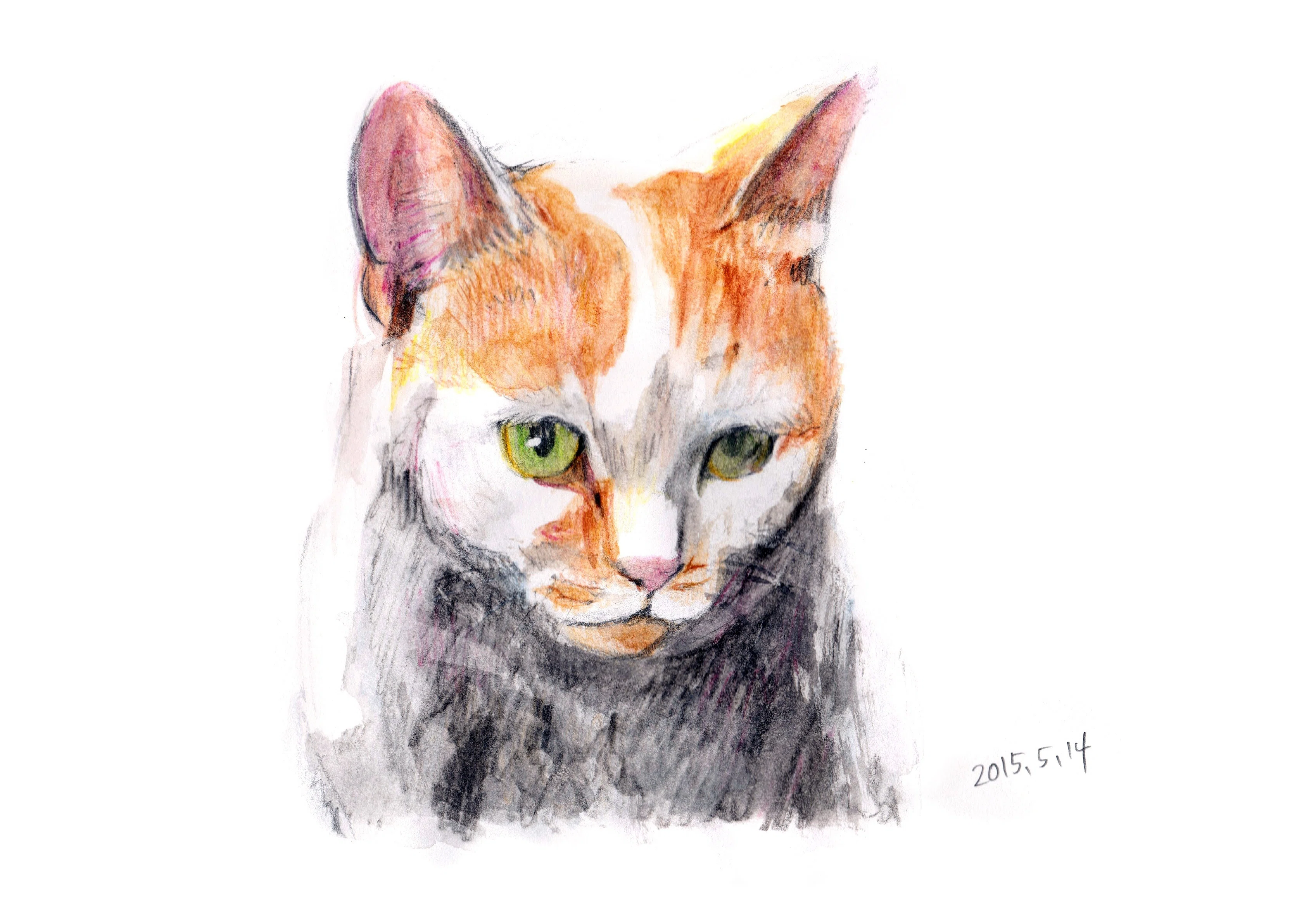 水彩色鉛筆で写実的に猫を描く。｜もじゃクッキー