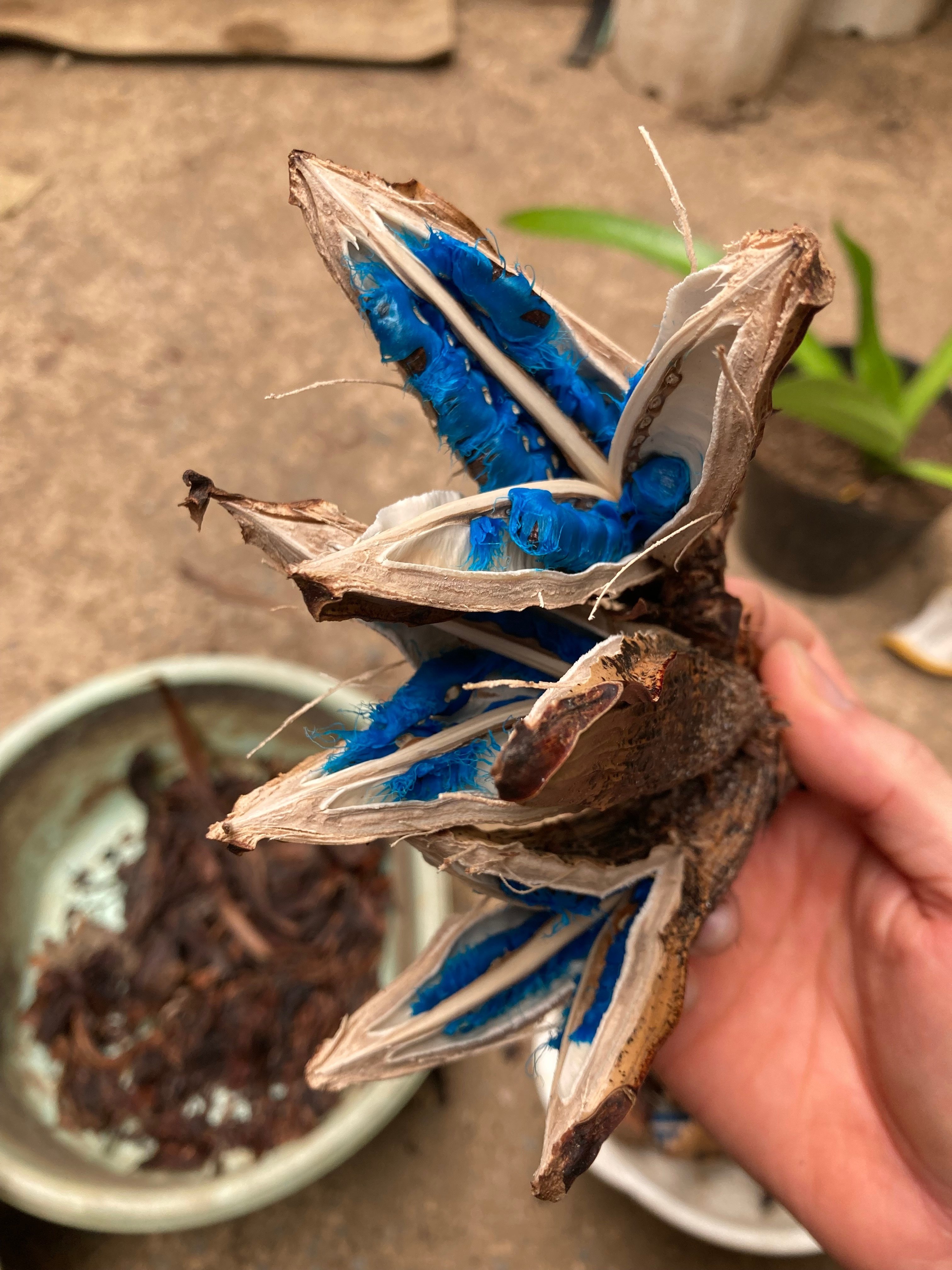 初WWOOF 1か所目】仲田園芸さん 農園での作業【旅人の木】オオギ