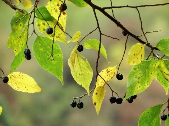 木の葉天目｜茶の湯辞典