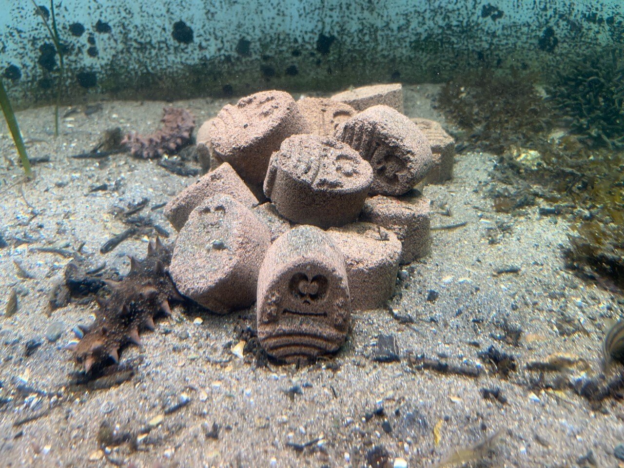 松島湾のアマモ場の変化｜仙台うみの杜水族館