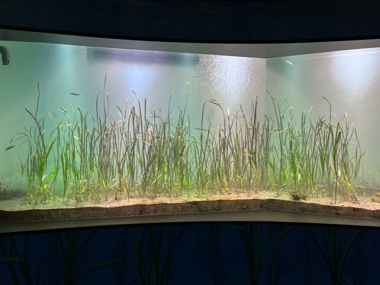 松島湾のアマモ場の変化｜仙台うみの杜水族館