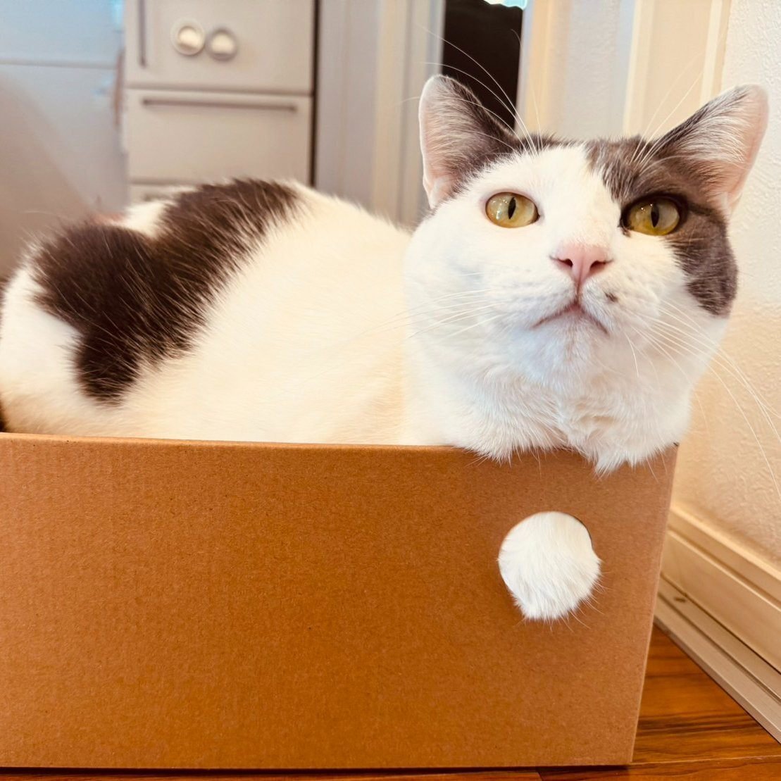 猫が入ったダンボール、その穴からはみ出た白いふわふわの正体は…？お