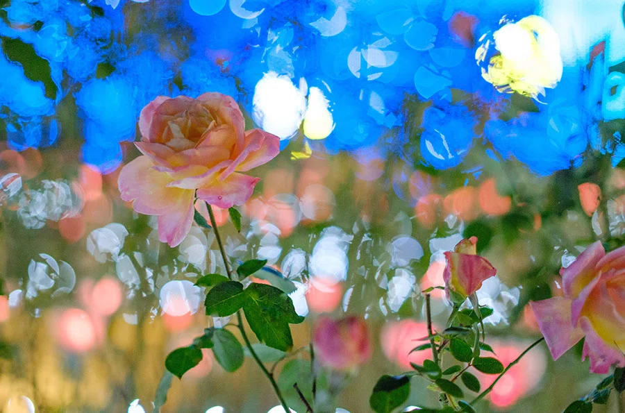 F0.95で撮る「あしかがフラワーパーク・光の花の庭」｜borichan | 旅