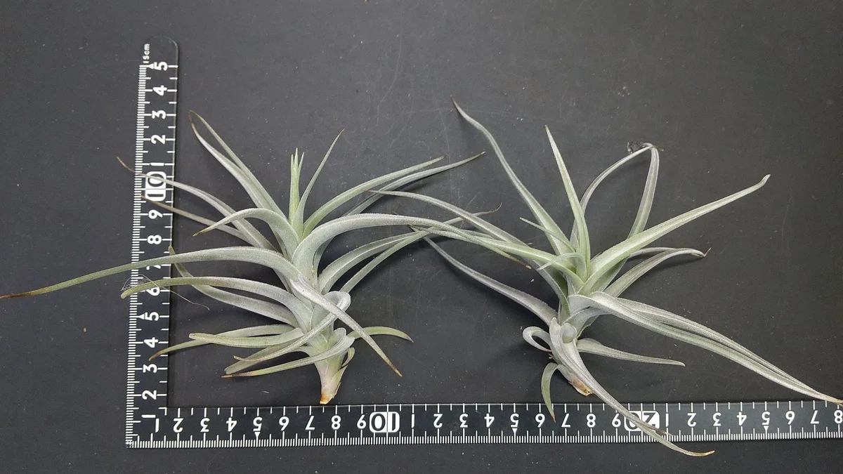 チランジア入荷リスト12/8｜NatureGarden?神田