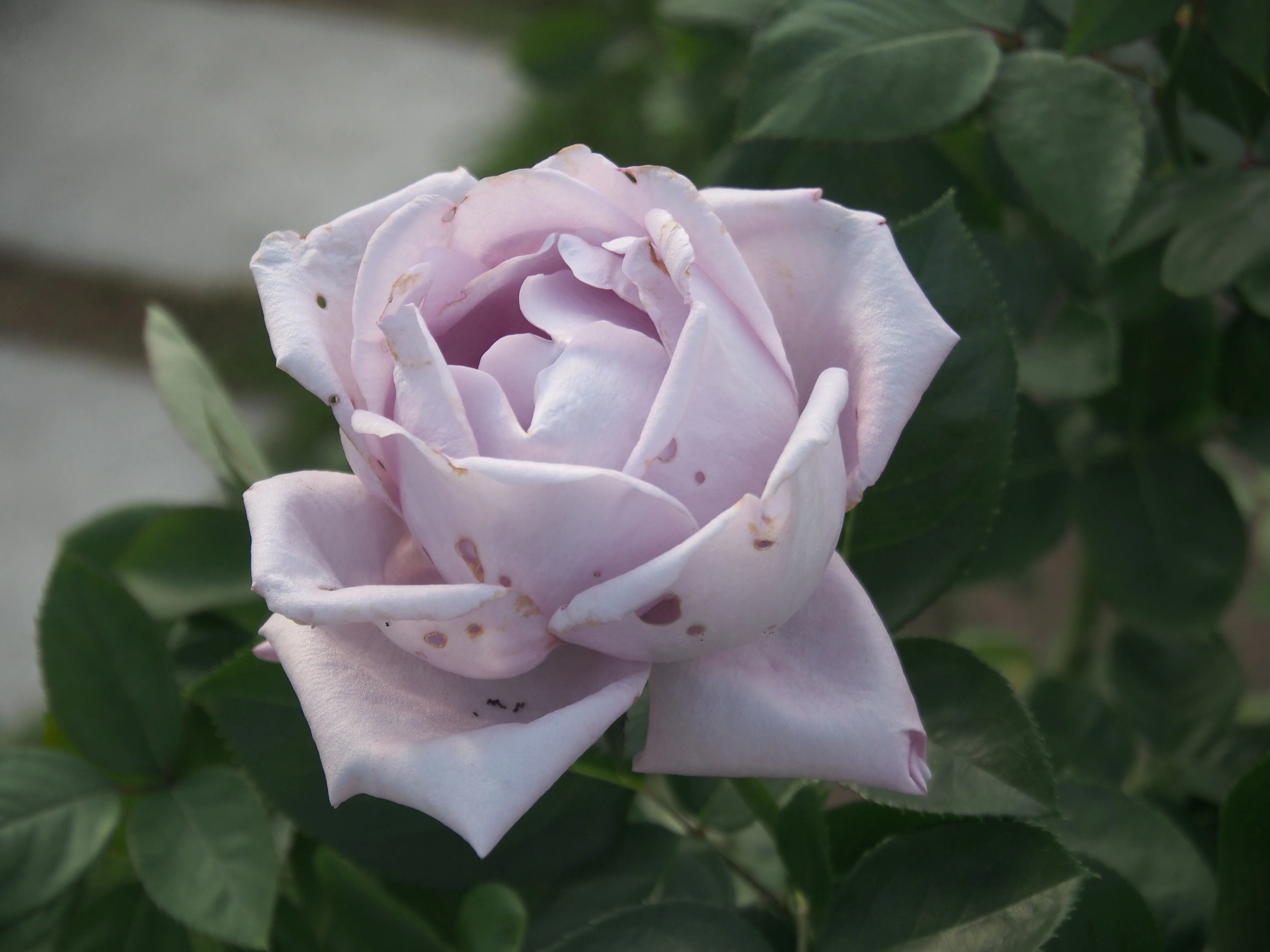 枯れた花。朽ちた倒木。錆びた鉄柵。ですら｜600万画素の男