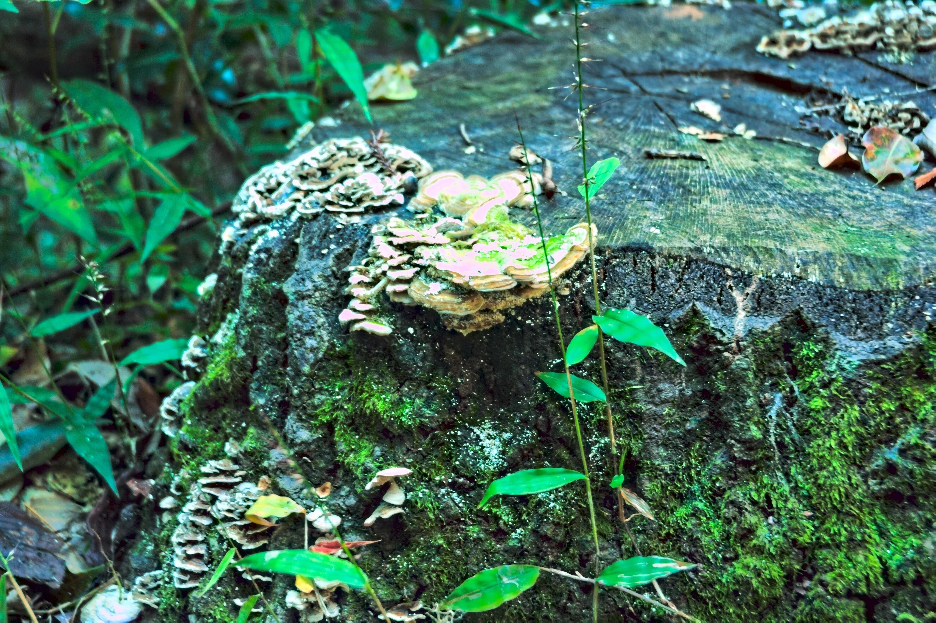 枯れた花。朽ちた倒木。錆びた鉄柵。ですら｜600万画素の男