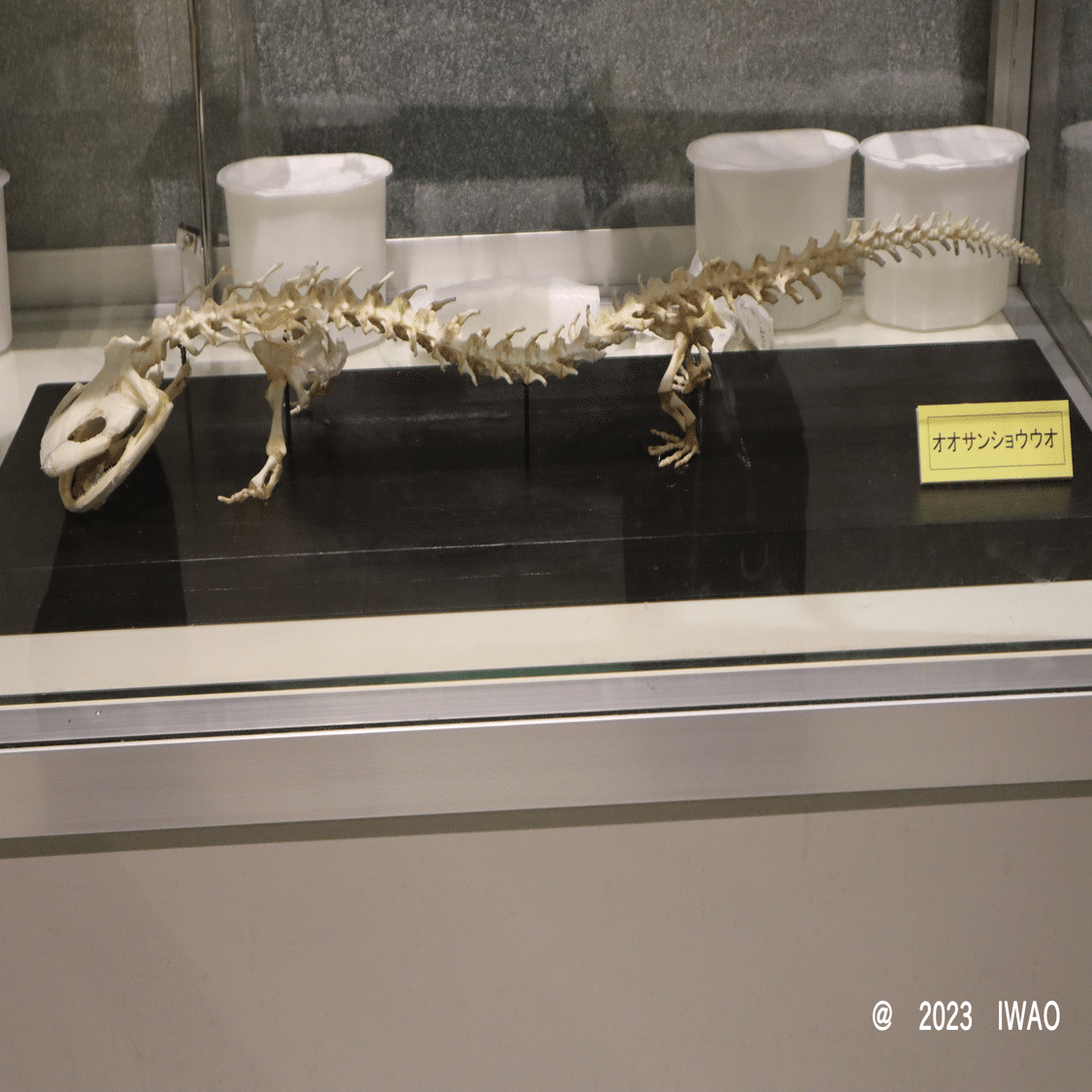 オオサンショウウオに沼った展－京都水族館企画展示－(2023/11/26