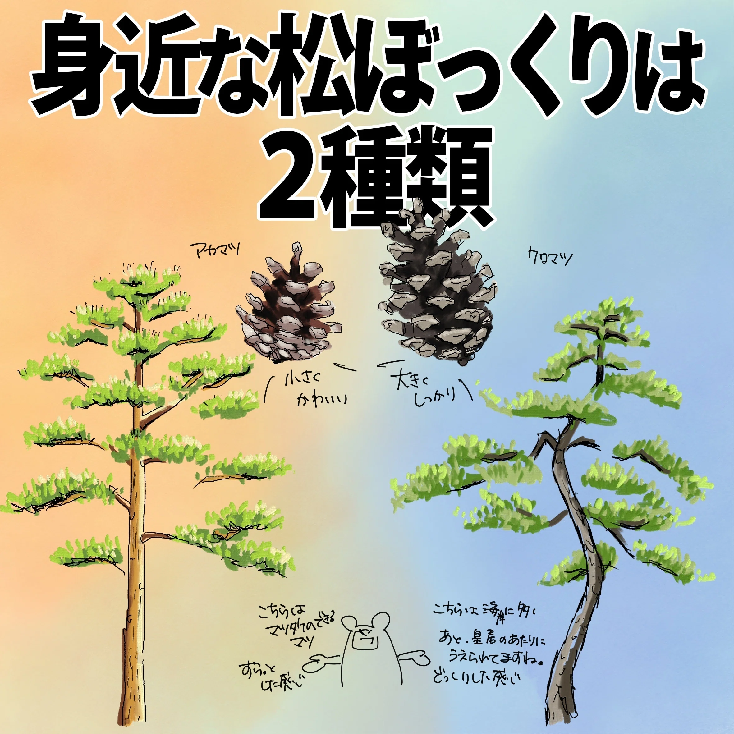 身近な松ぼっくりは2種類｜くますけ｜自然ガイド・クリエイター