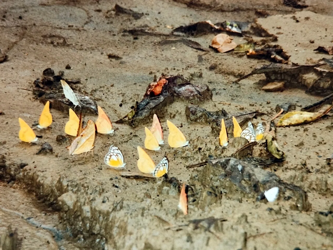 アジア紀行～インドネシア・タナトラジャ～サバイバル家族旅行note⑮