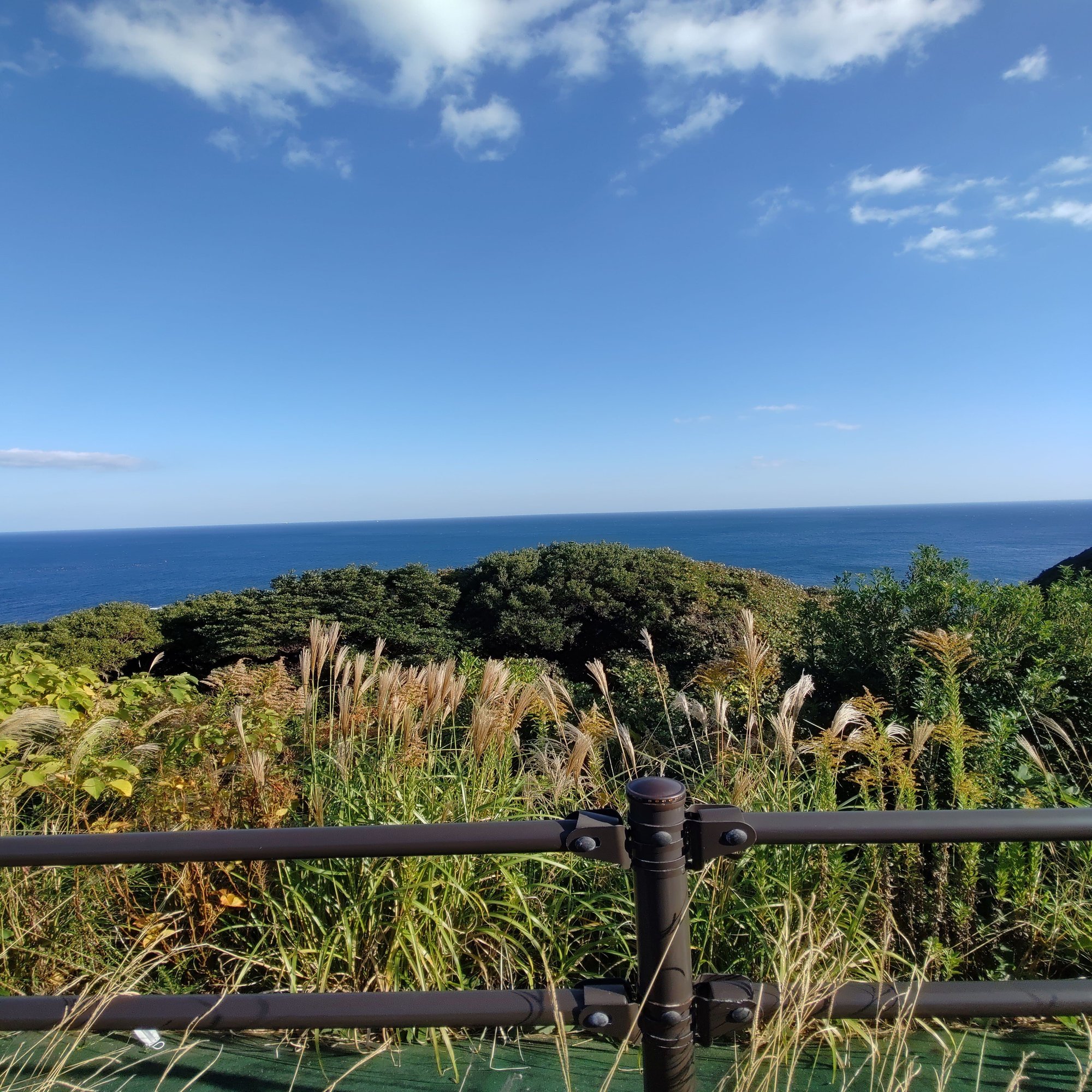 おもと、太平洋、、たいへいよう。 - メルカリ, image size:1500x2000