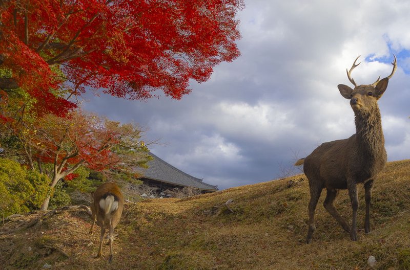 東大寺と鹿
