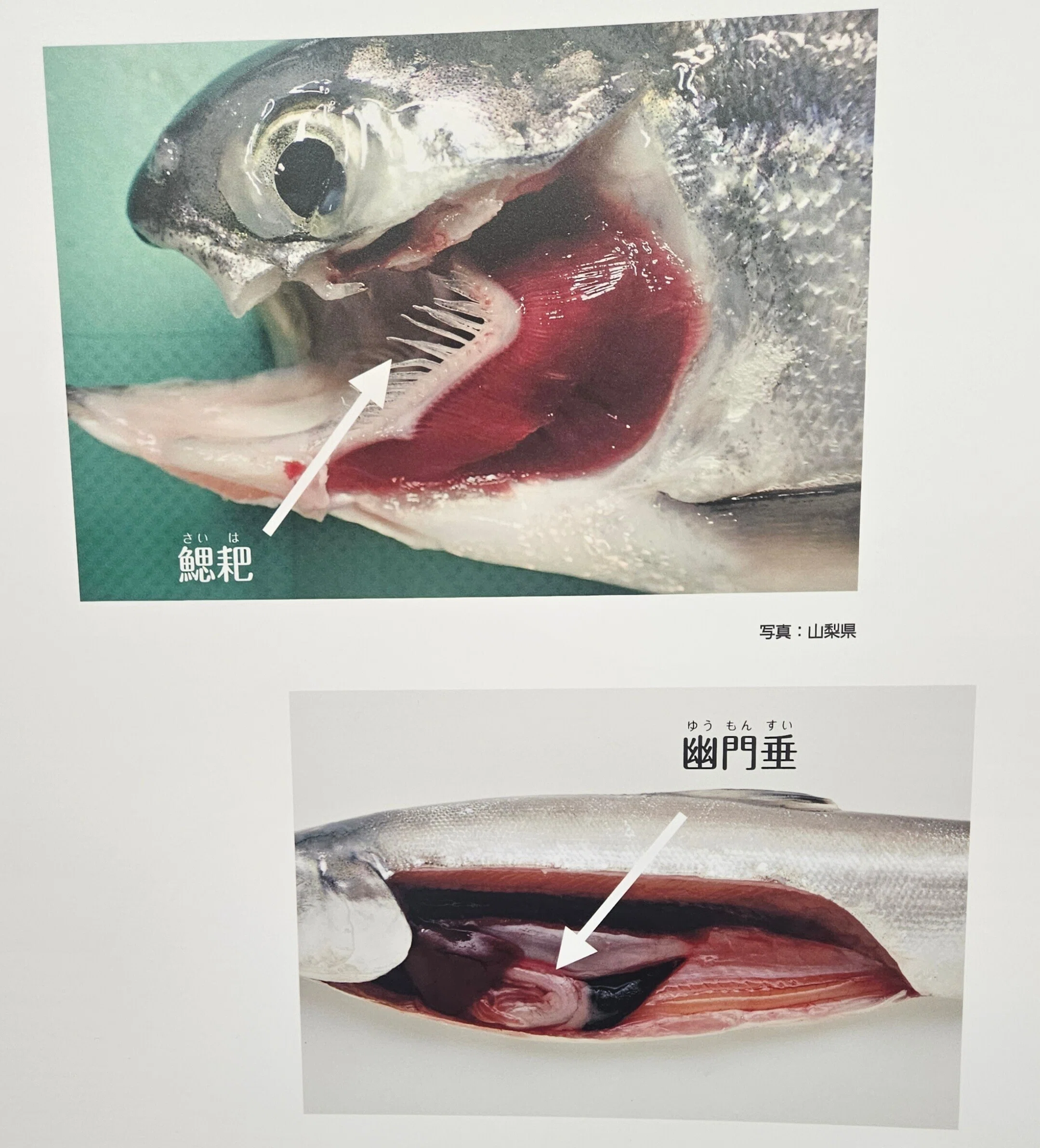 全国水族館の旅【15】クニマス展示館｜美原さつき