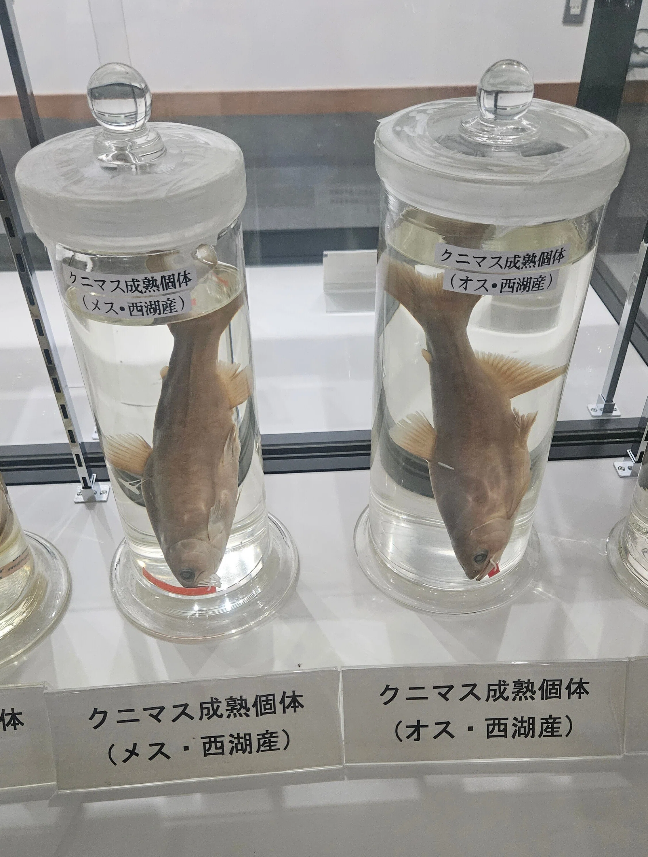 全国水族館の旅【15】クニマス展示館｜美原さつき