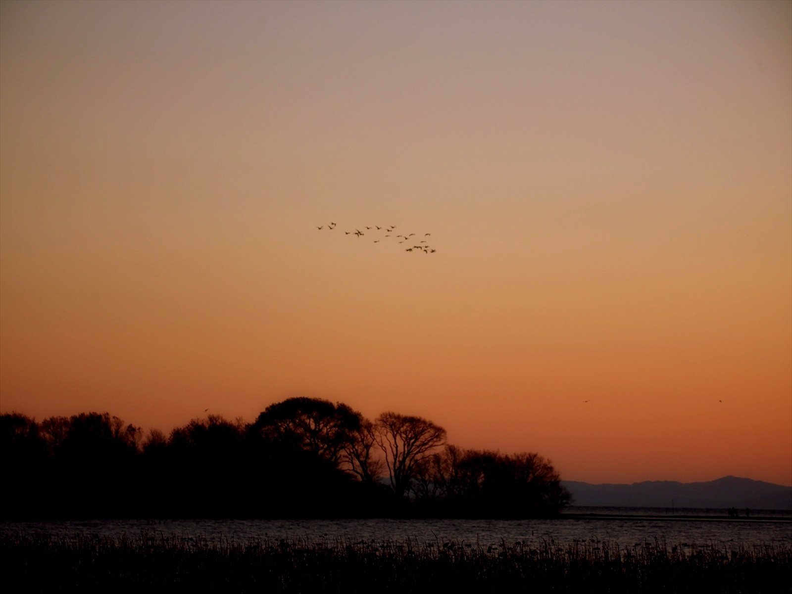 田んぼのコハクチョウ ねぐらに到着する｜annon