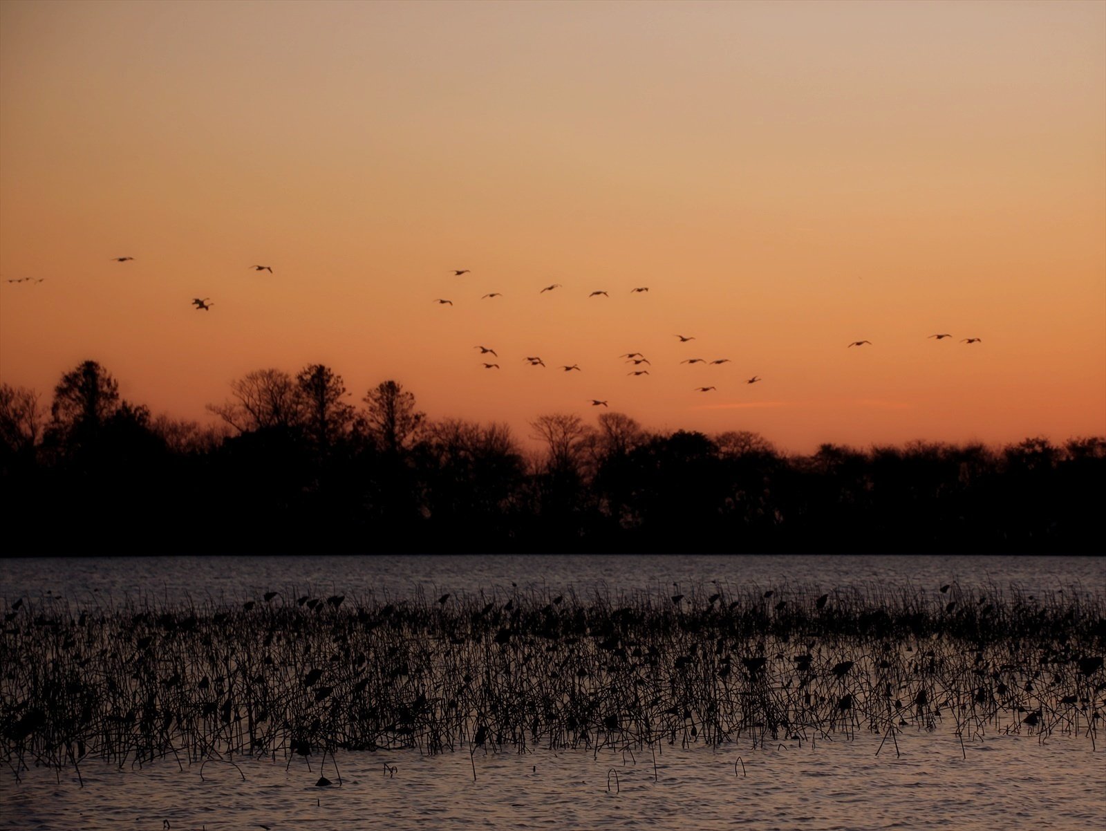 田んぼのコハクチョウ ねぐらに到着する｜annon