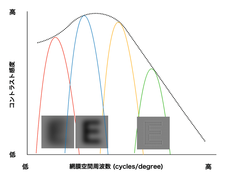 ヒトのコントラスト感度関数の概略