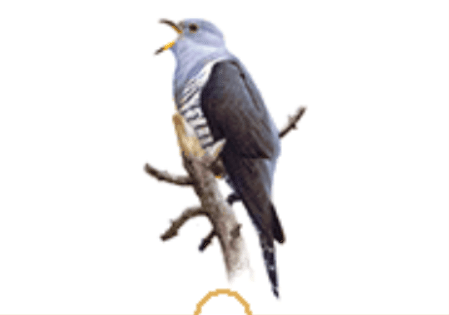 ゲームレビュー】テイクアウト！DSシリーズ 2 にっぽんの野鳥大図鑑ー